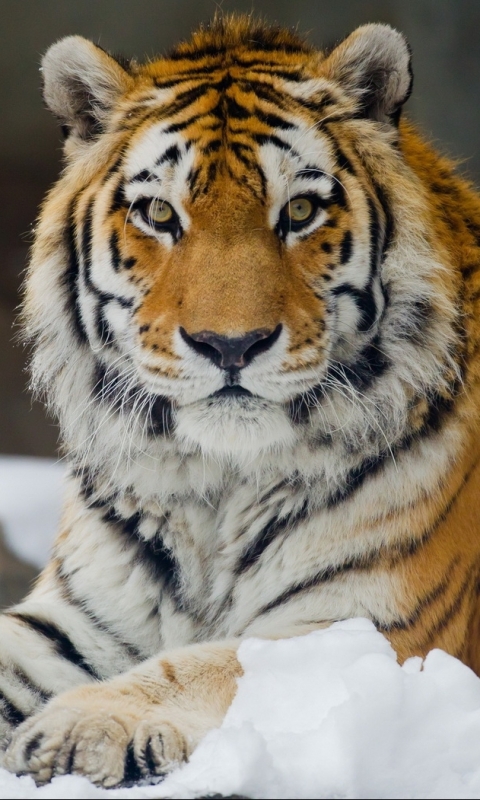 Téléchargez des papiers peints mobile Chats, Animaux, Tigre gratuitement.