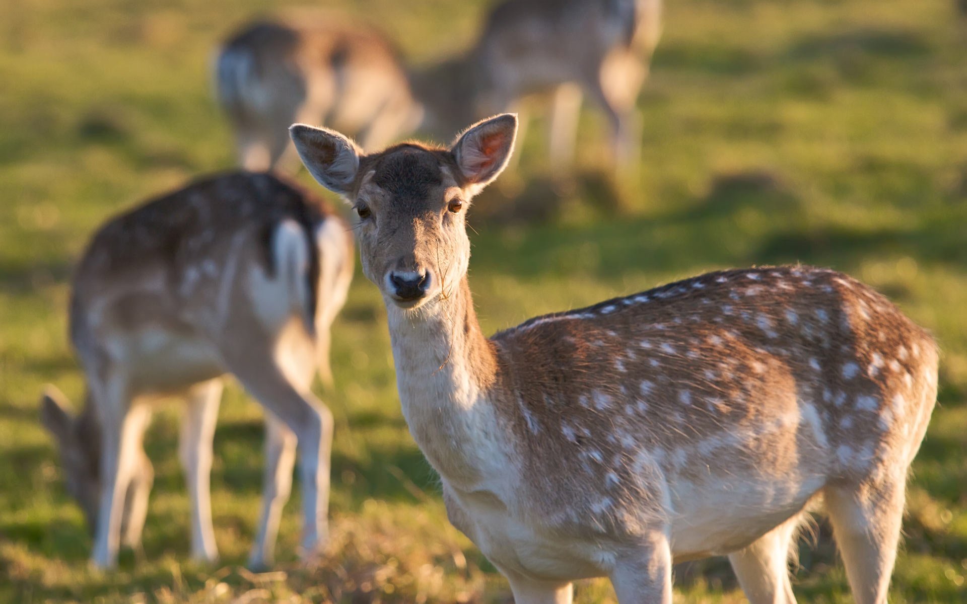 Téléchargez des papiers peints mobile Animaux, Cerf gratuitement.