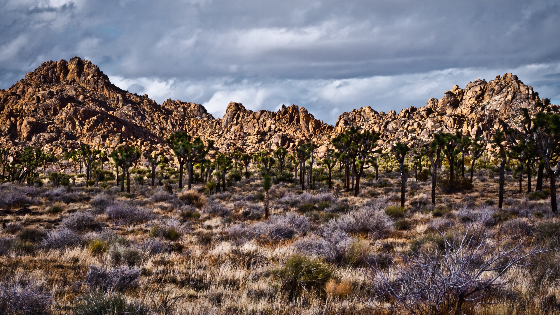 Free download wallpaper Joshua Tree National Park, National Park, Earth on your PC desktop
