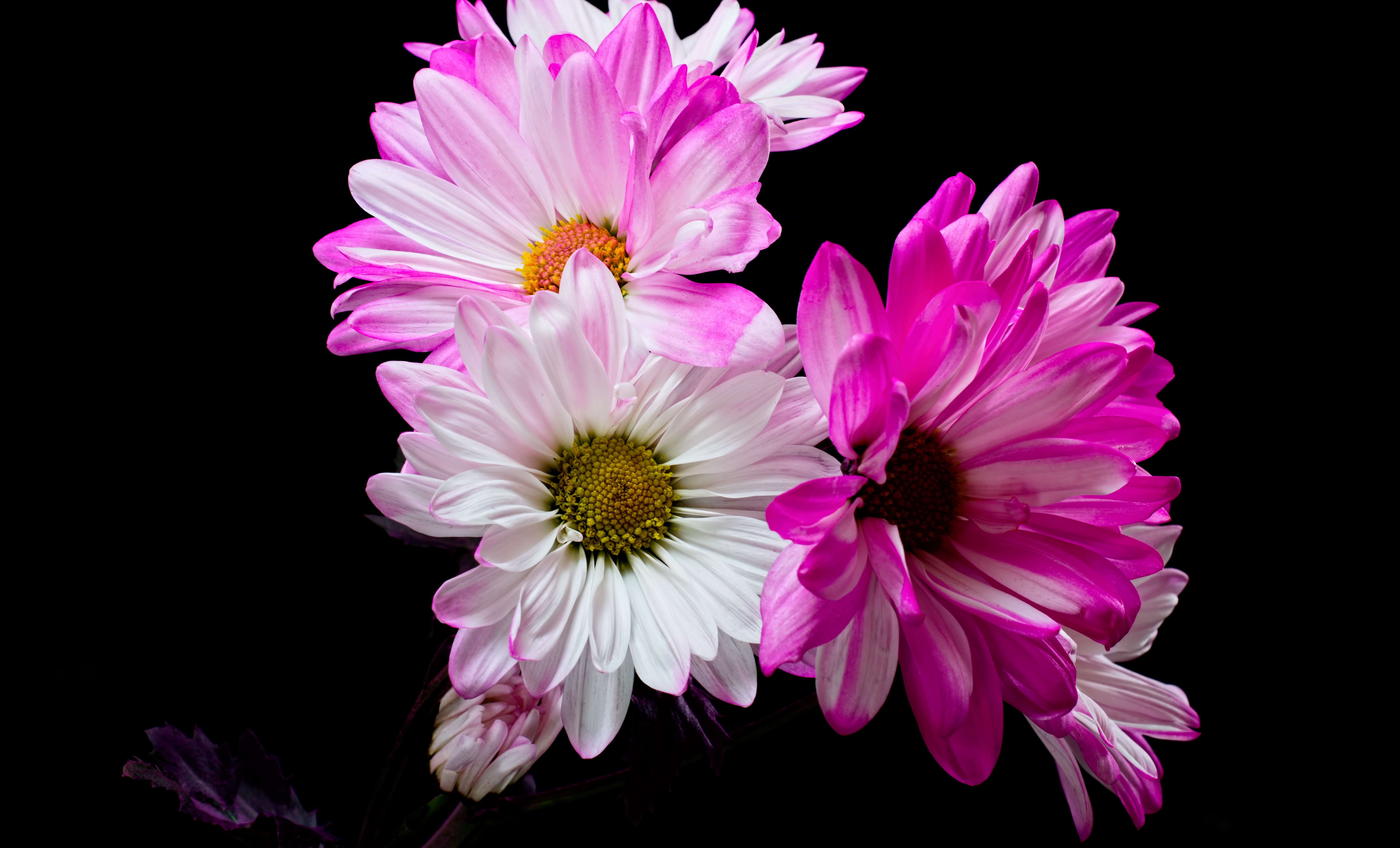 Laden Sie das Blumen, Blume, Weiße Blume, Erde/natur, Pinke Blume-Bild kostenlos auf Ihren PC-Desktop herunter