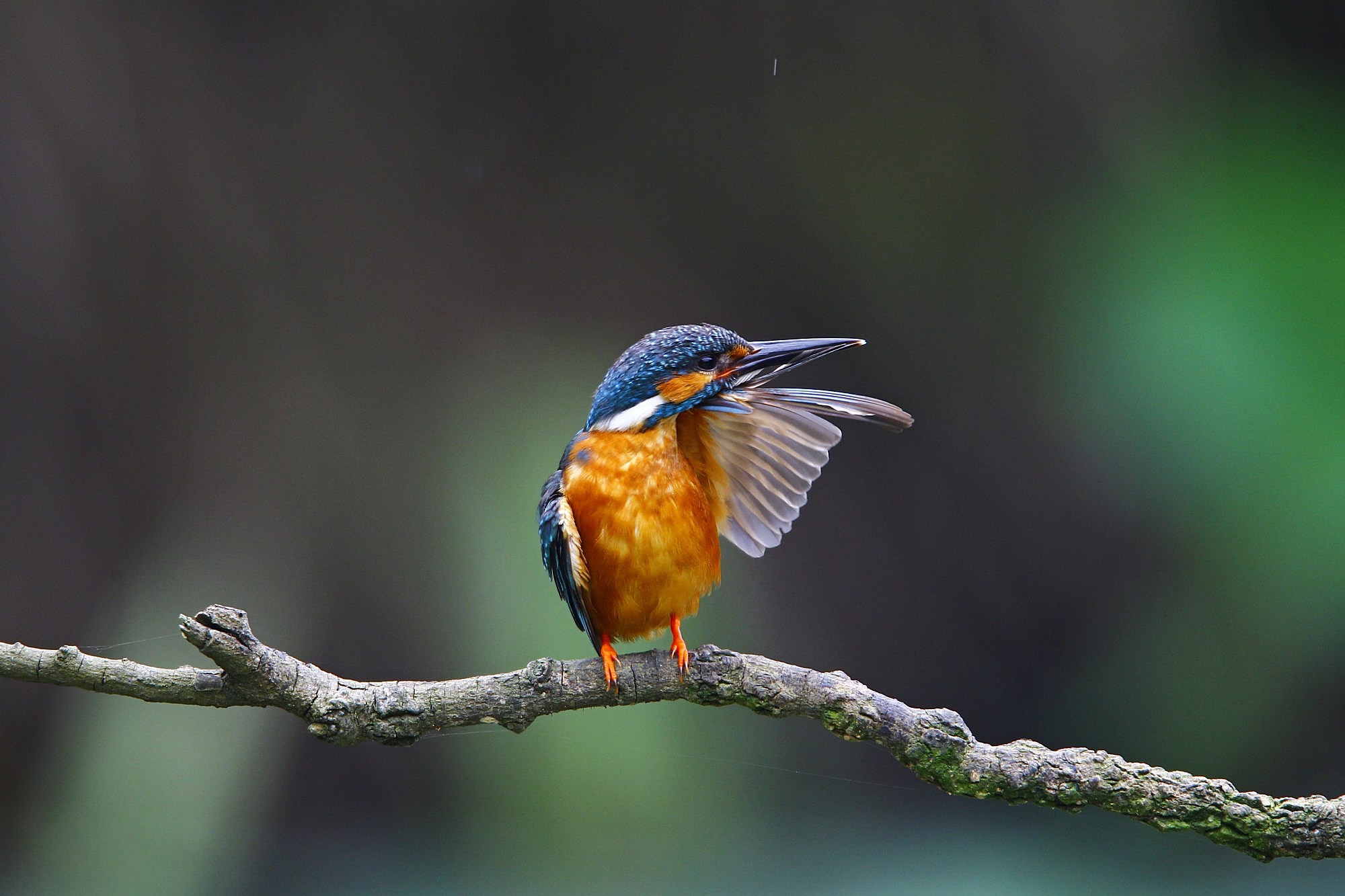 Download mobile wallpaper Birds, Bird, Animal, Kingfisher for free.