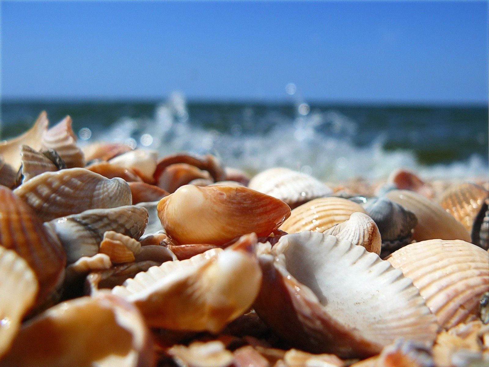 shells, sea, shore, bank, macro, diversity, variety