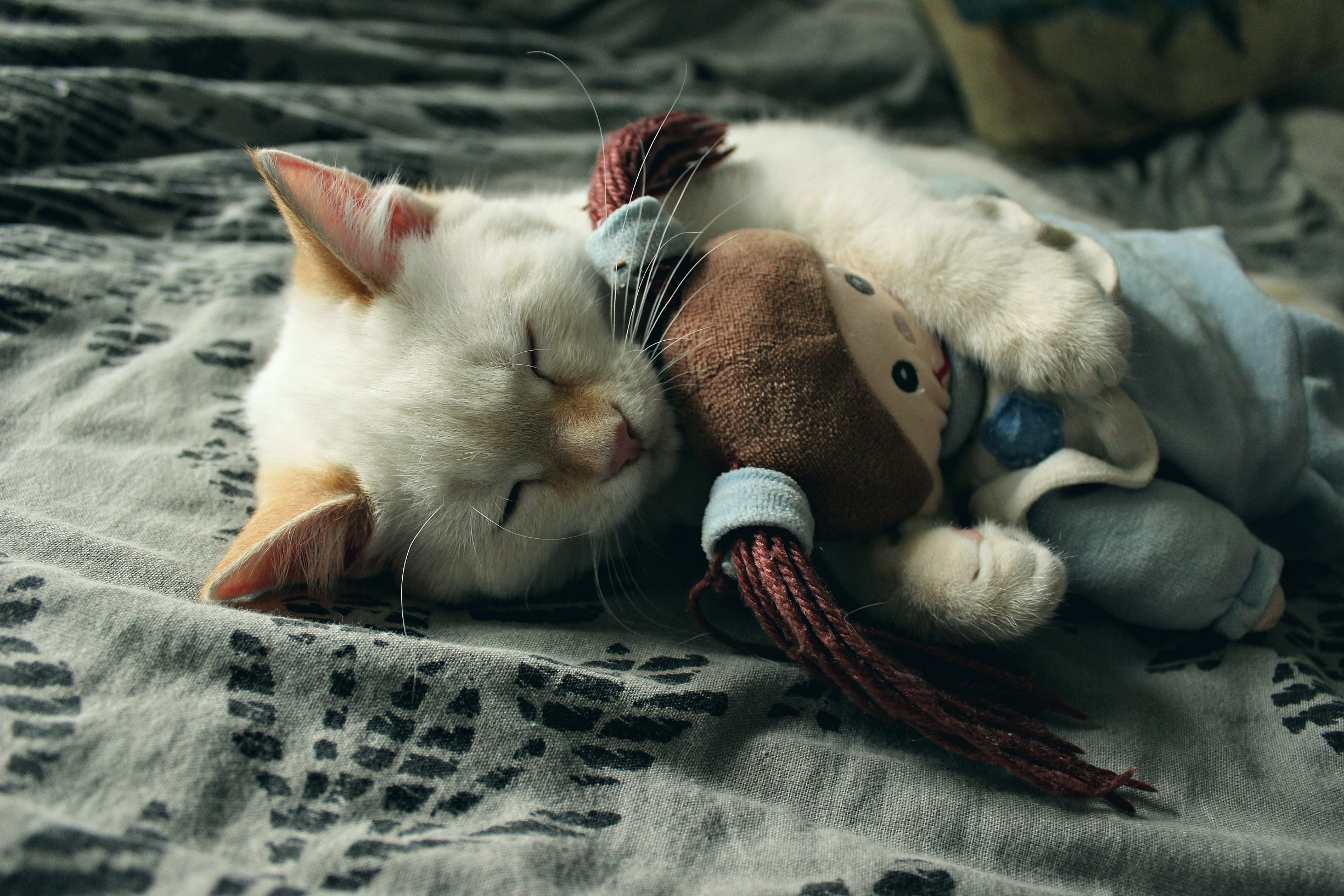 Download mobile wallpaper Cats, Cat, Kitten, Animal, Sleeping, Cute, Baby Animal for free.
