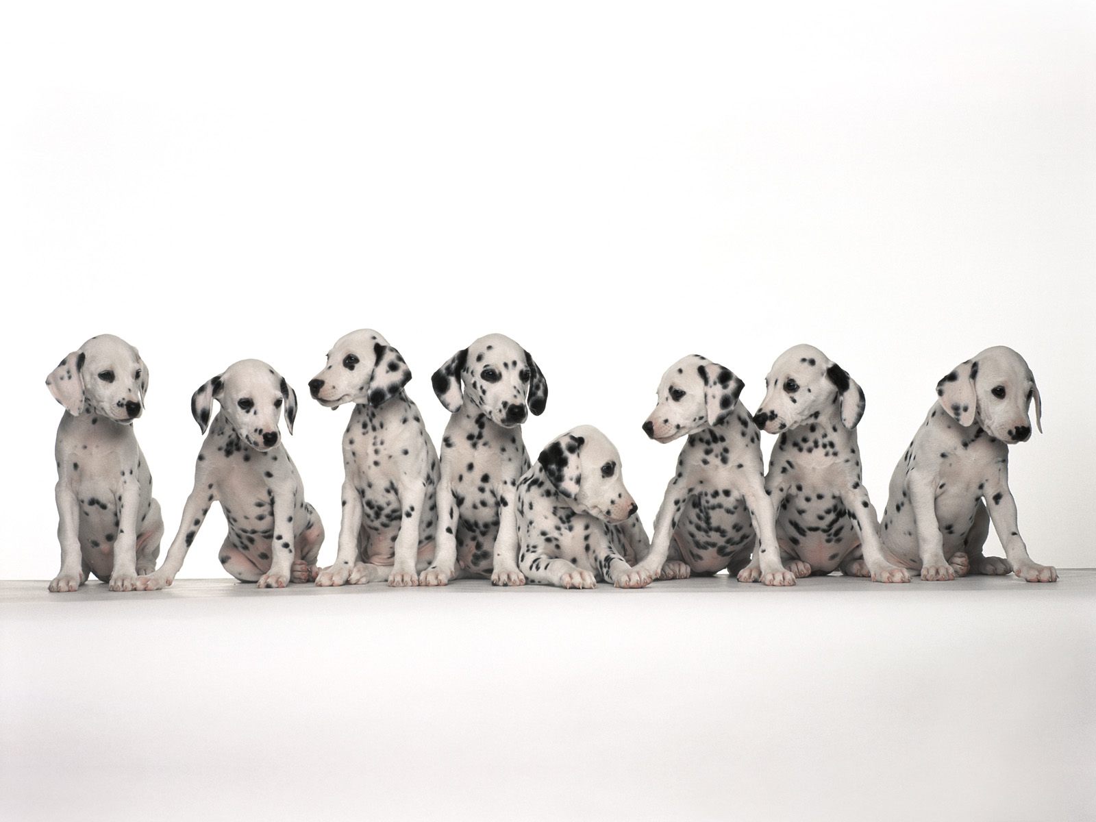 Download mobile wallpaper Dog, Animal, Dalmatian for free.