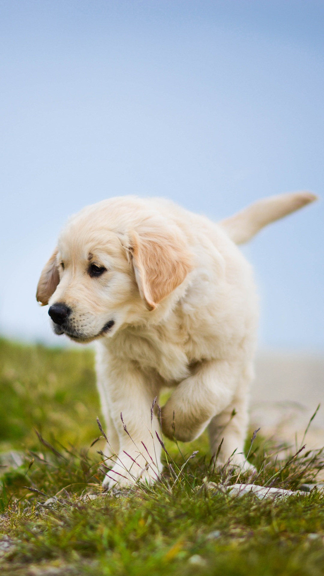 Handy-Wallpaper Tiere, Hunde, Hund, Welpen, Golden Retriever, Welpe kostenlos herunterladen.