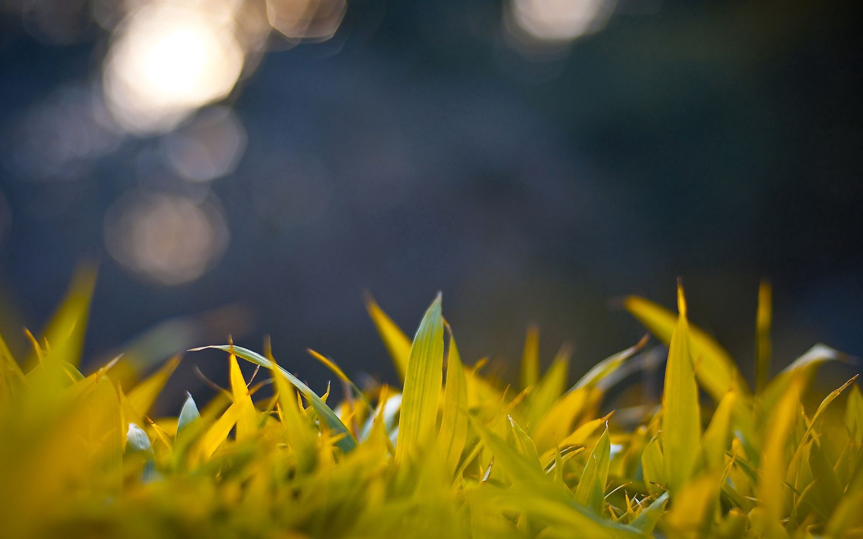 form, light coloured, grass, background, macro, glare, light