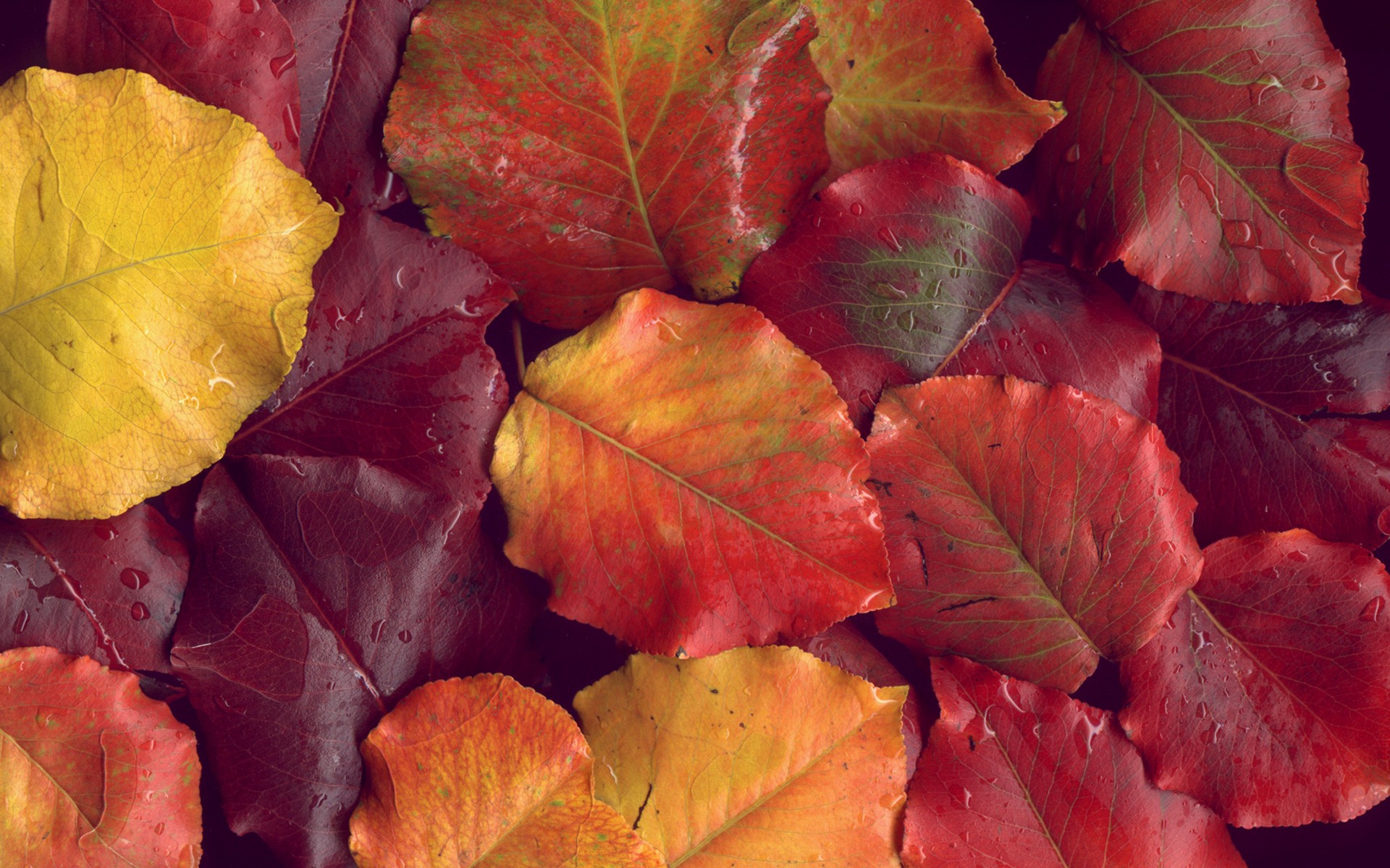 PCデスクトップに自然, 秋, 葉, 閉じる, 地球画像を無料でダウンロード