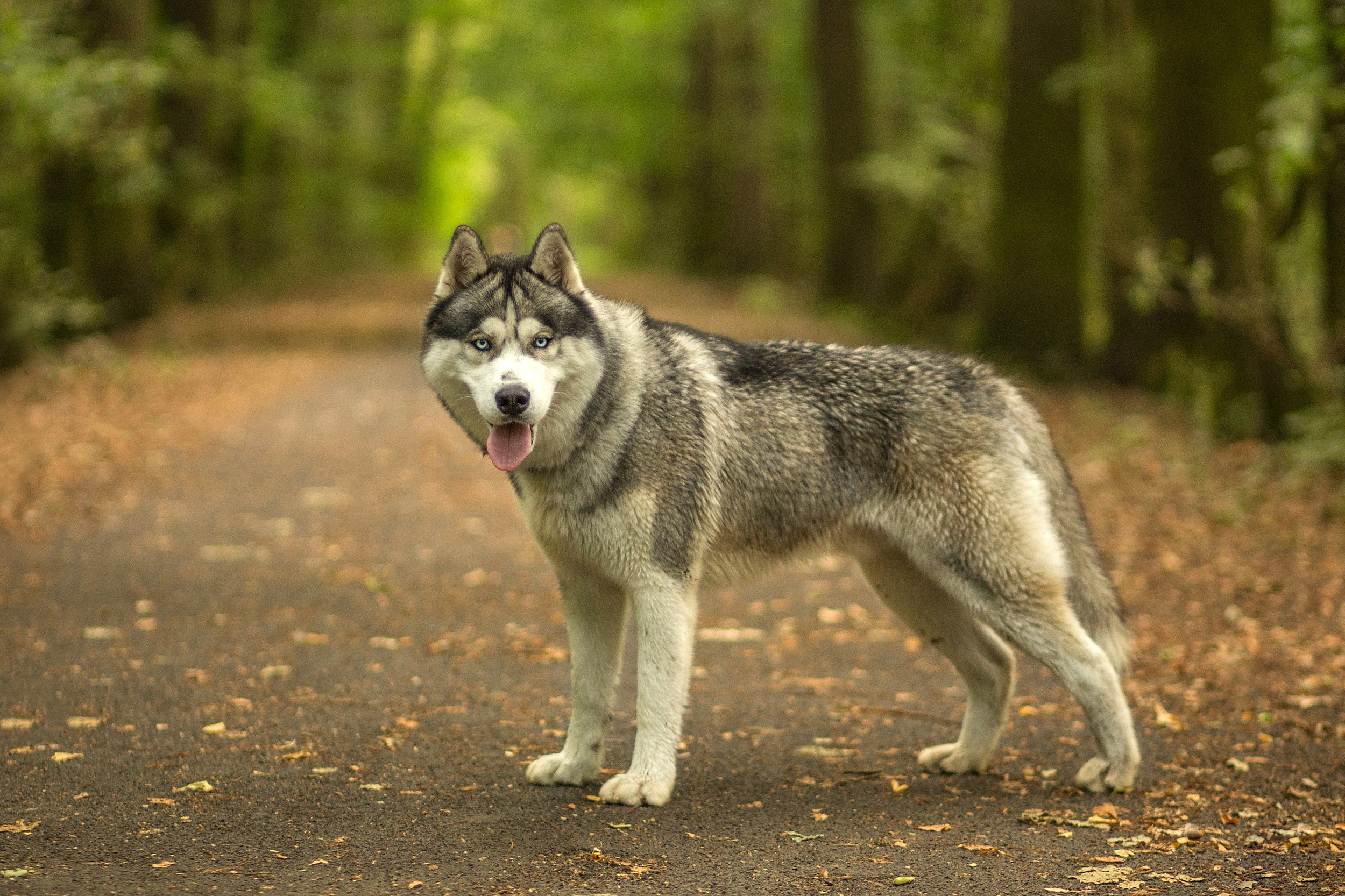 無料モバイル壁紙動物, 犬, シベリアンハスキー, 被写界深度をダウンロードします。