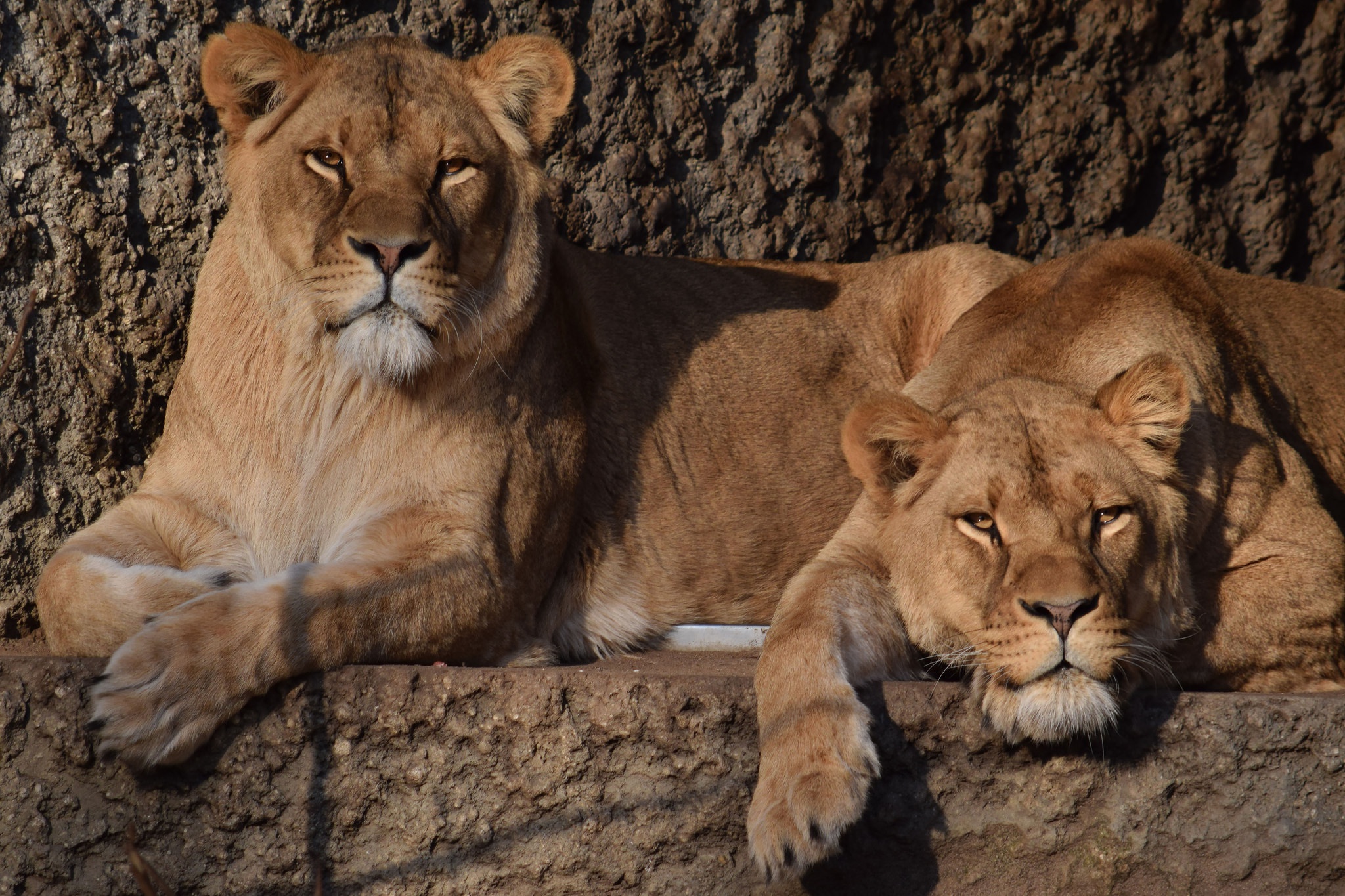 Téléchargez des papiers peints mobile Lion, Chats, Animaux gratuitement.