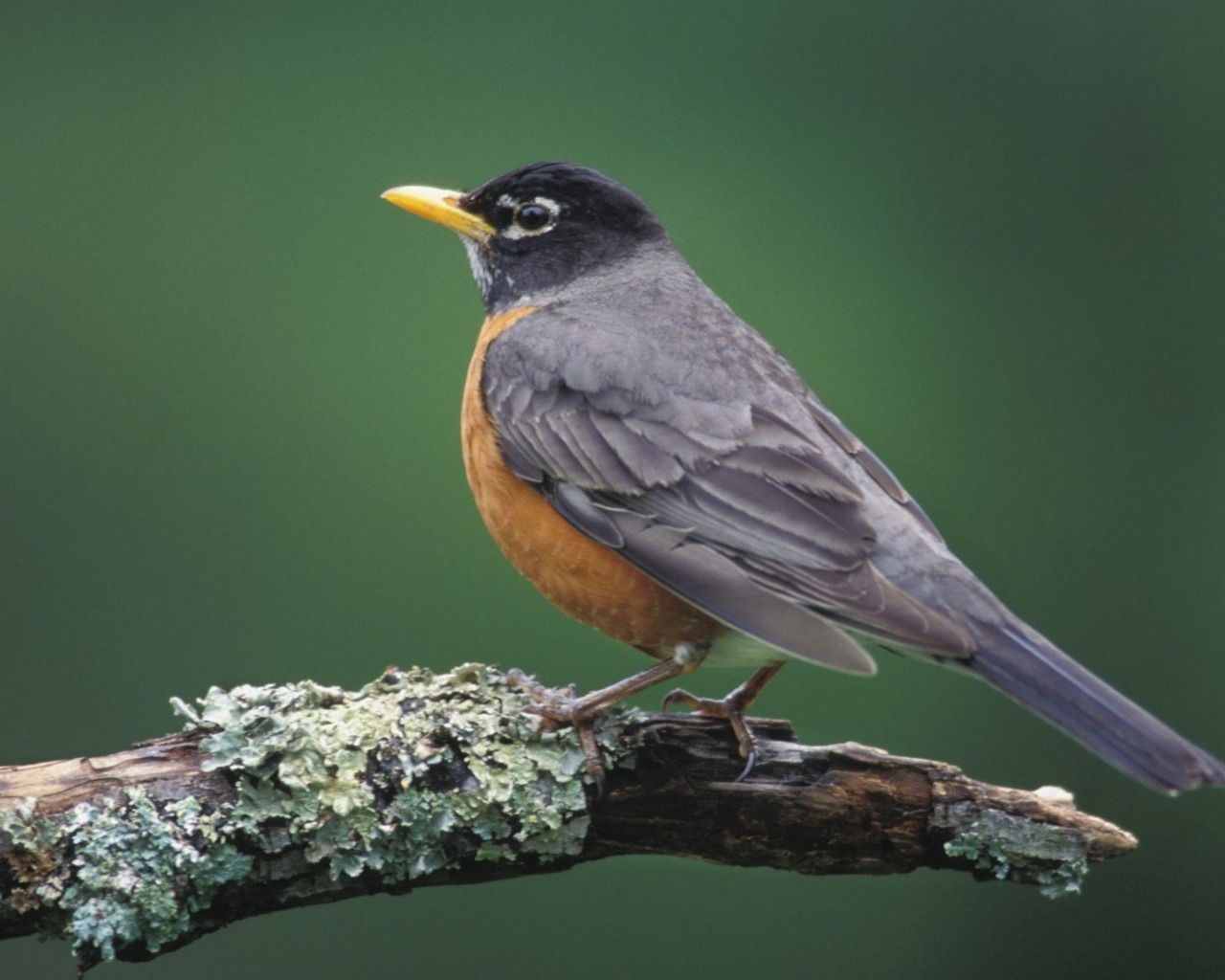 Laden Sie das Tiere, Vogel-Bild kostenlos auf Ihren PC-Desktop herunter