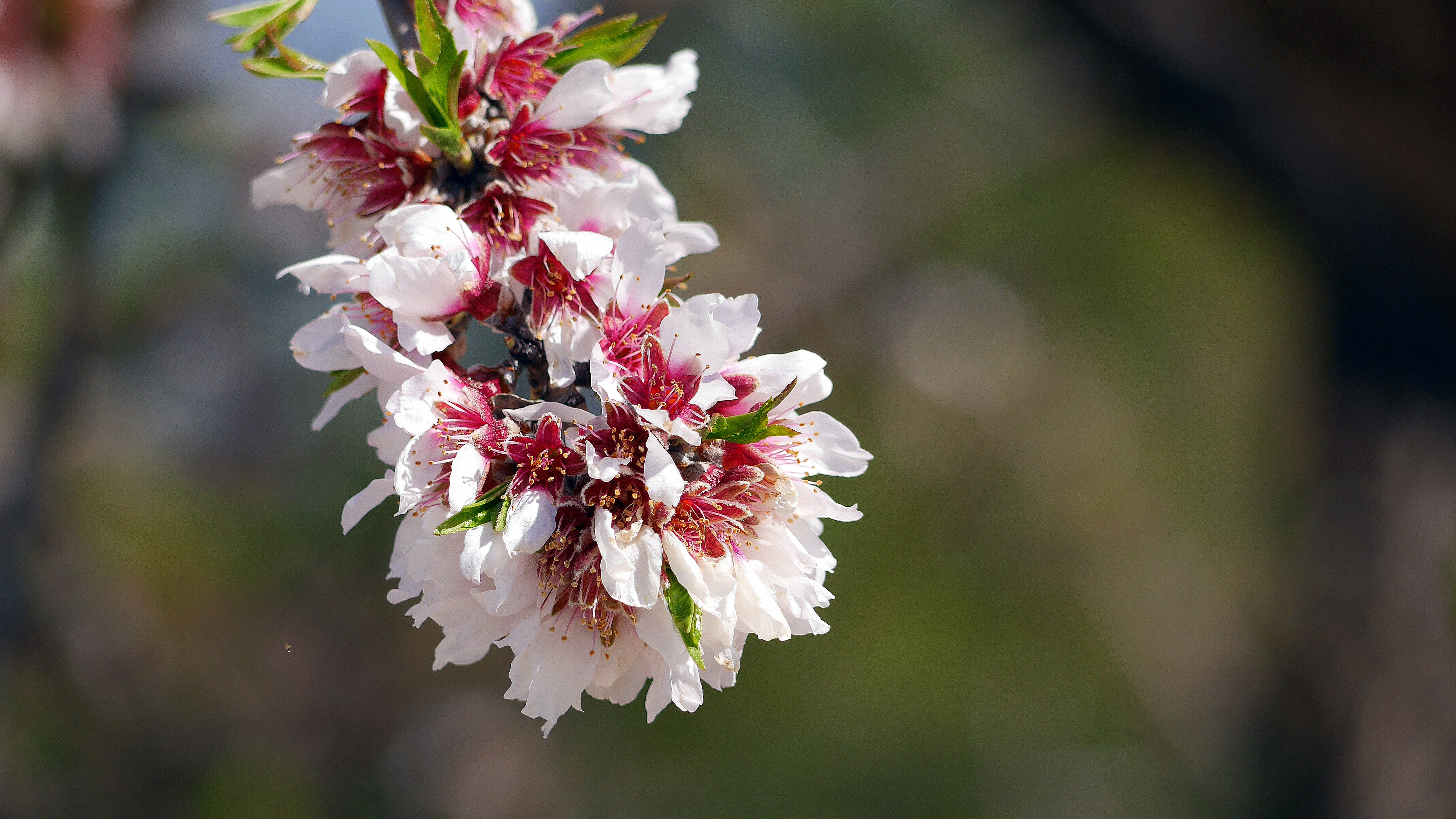 Free download wallpaper Flowers, Flower, Petals, Branch on your PC desktop