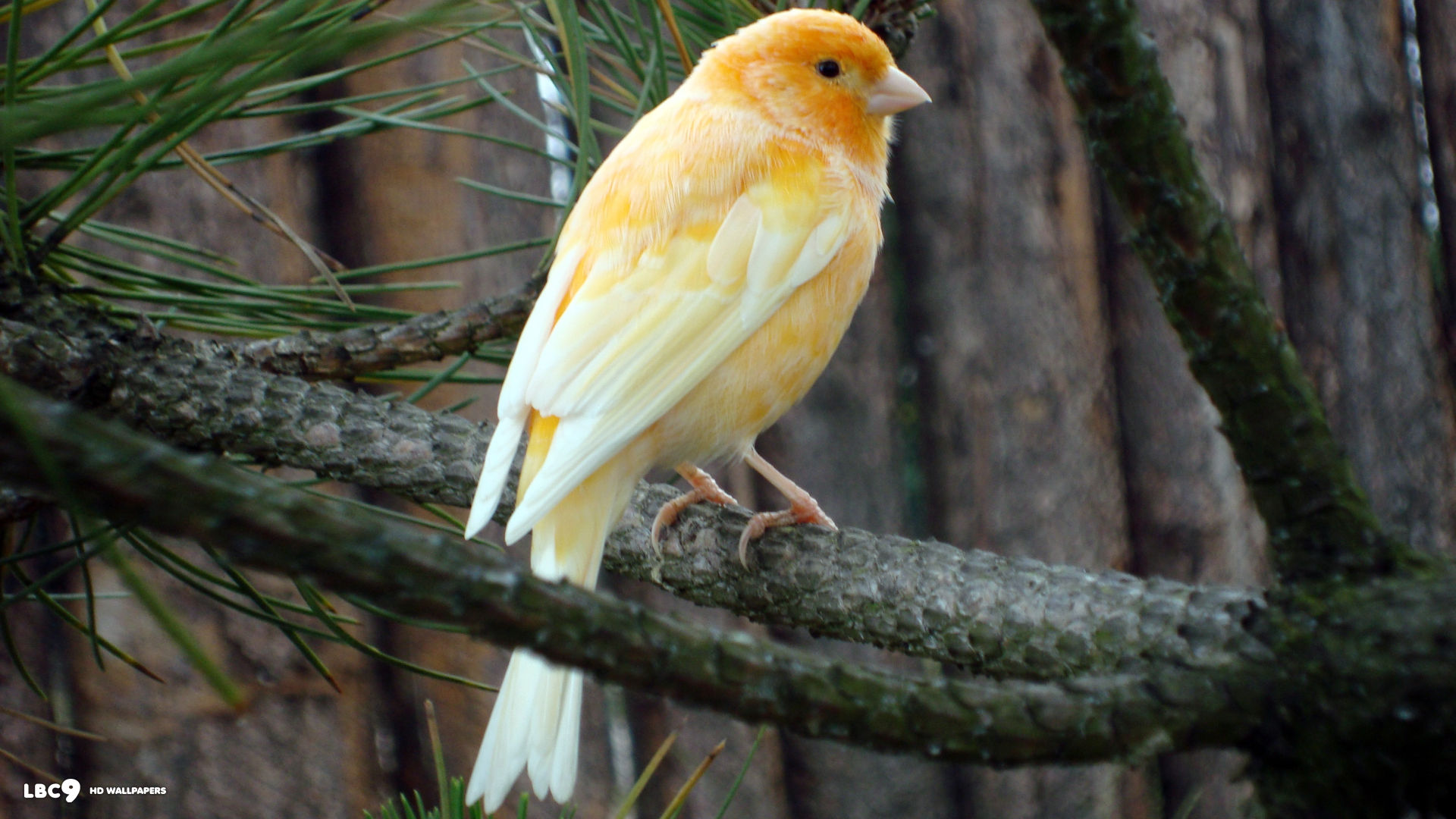 animal, canary
