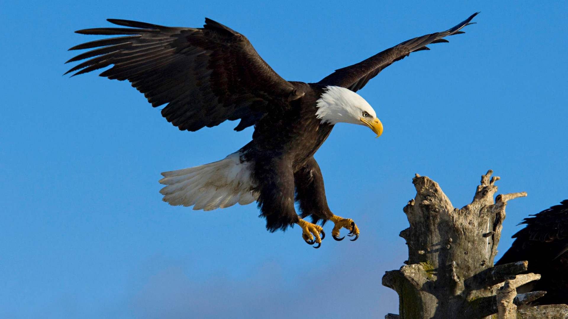 163558 скачать картинку птицы, синий, орел, животные, белоголовый орлан - обои и заставки бесплатно