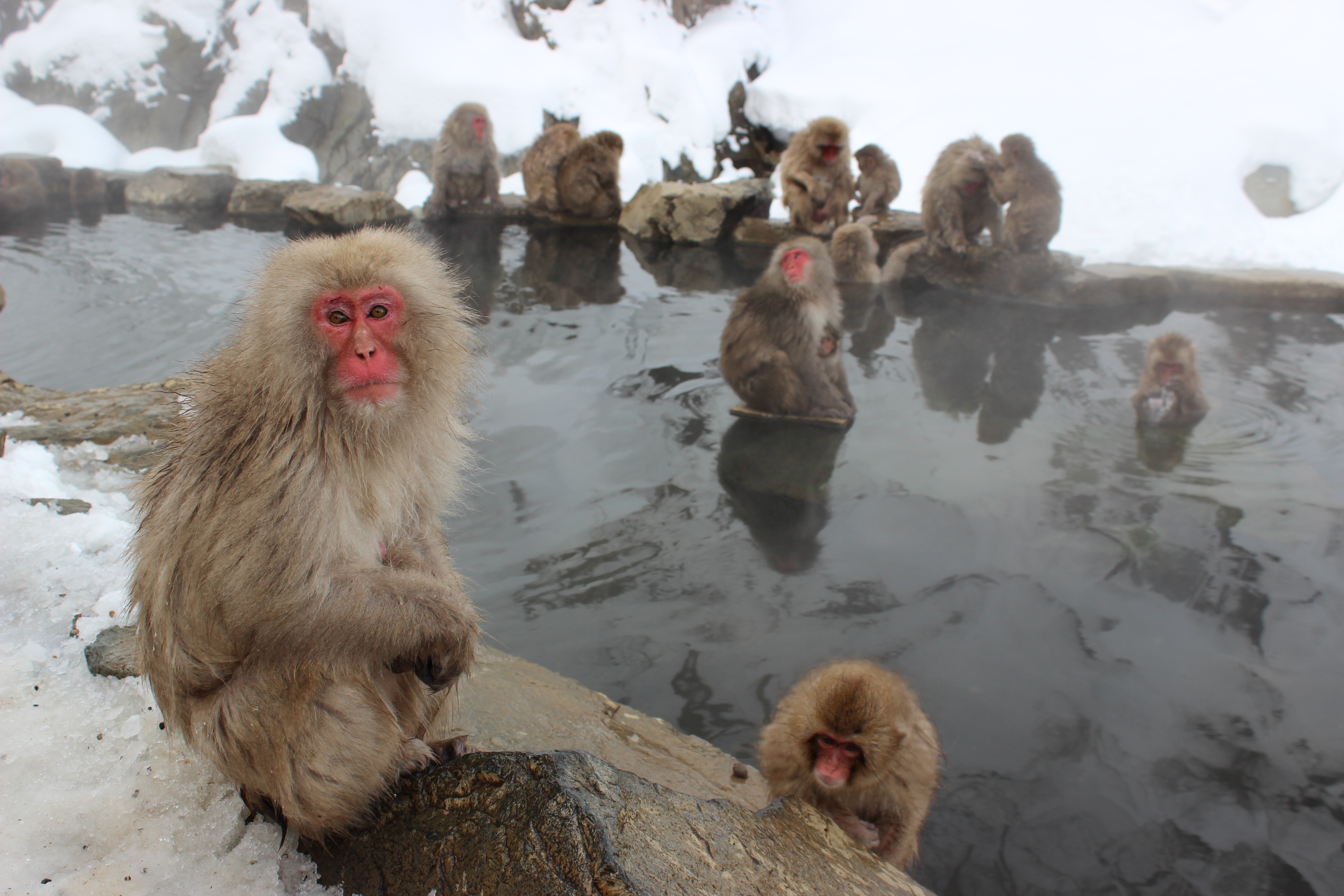 animal, japanese macaque, macaque, monkey, primate, winter, monkeys