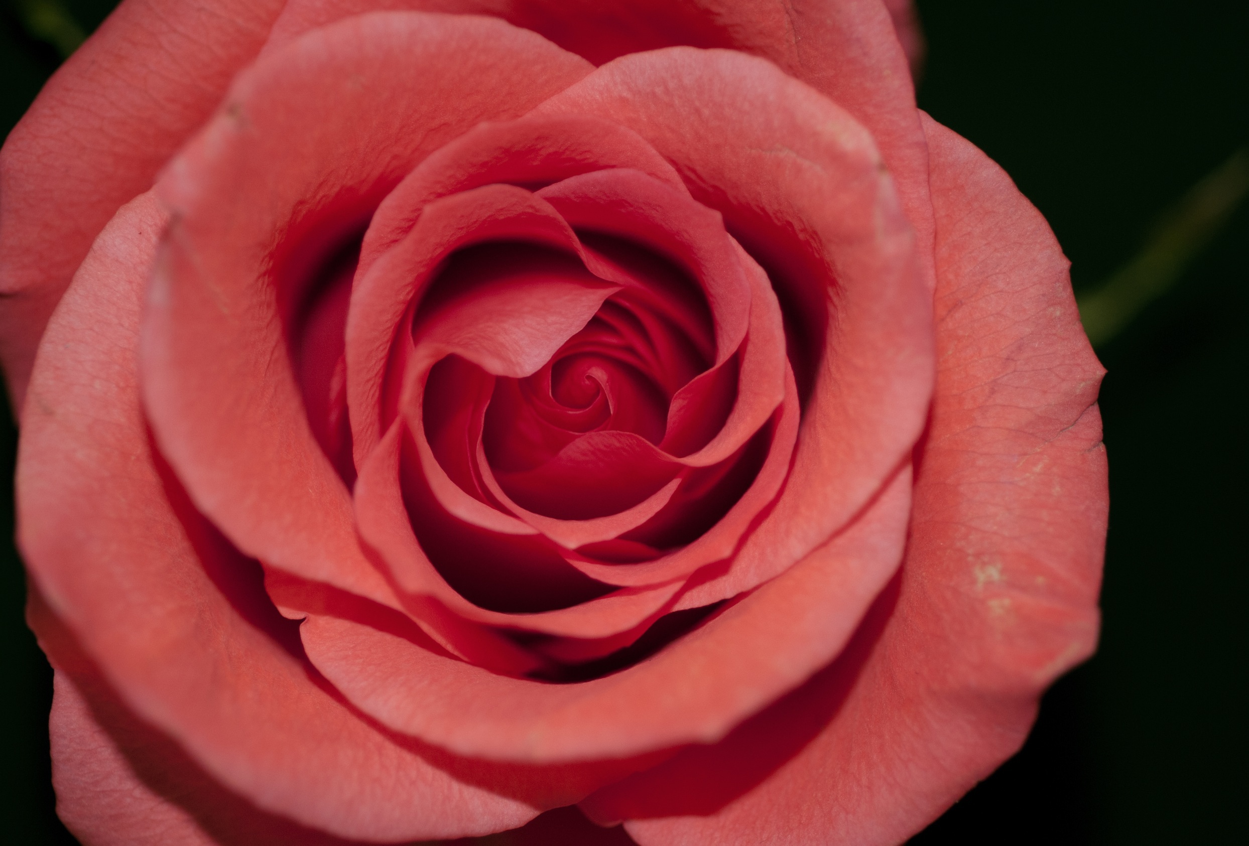 Téléchargez des papiers peints mobile Bourgeon, Pétales, Fleurs, Une Rose, Rose gratuitement.