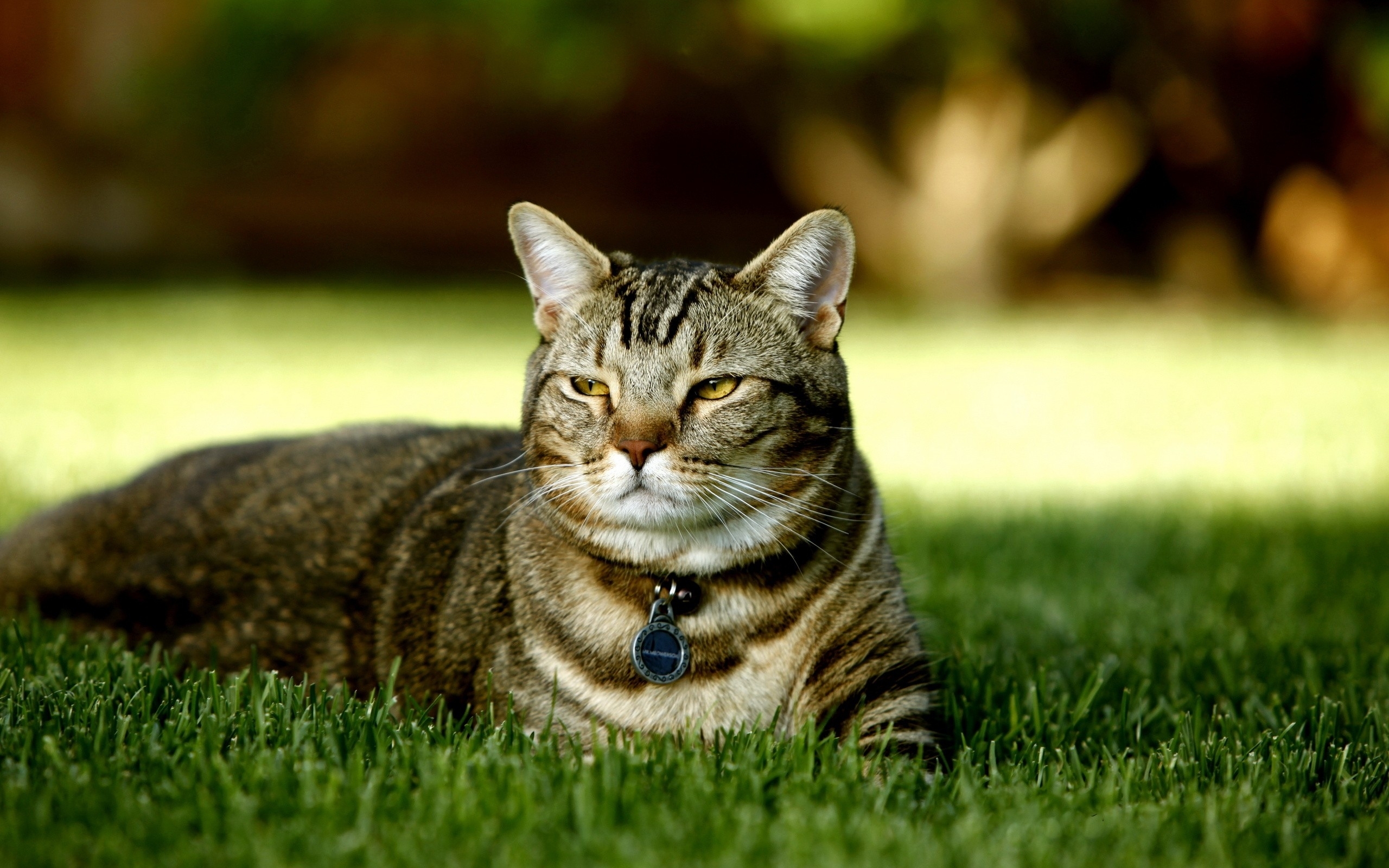 Baixar papel de parede para celular de Animais, Gatos, Gato gratuito.