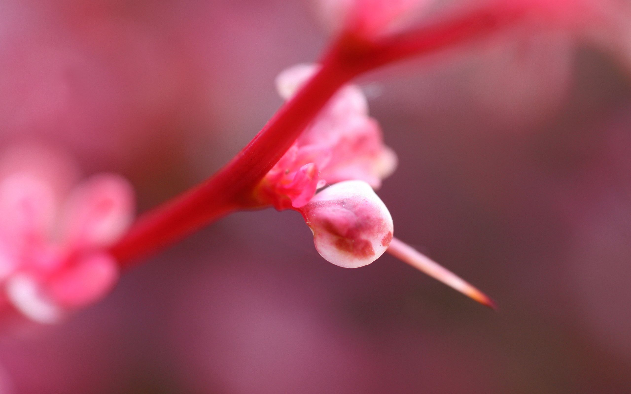 Download mobile wallpaper Macro, Flower, Shine, Light, Plant, Pink for free.