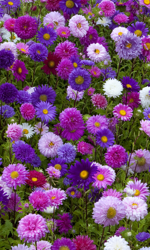 Download mobile wallpaper Flowers, Flower, Earth, Field, Daisy, White Flower, Purple Flower, Pink Flower for free.