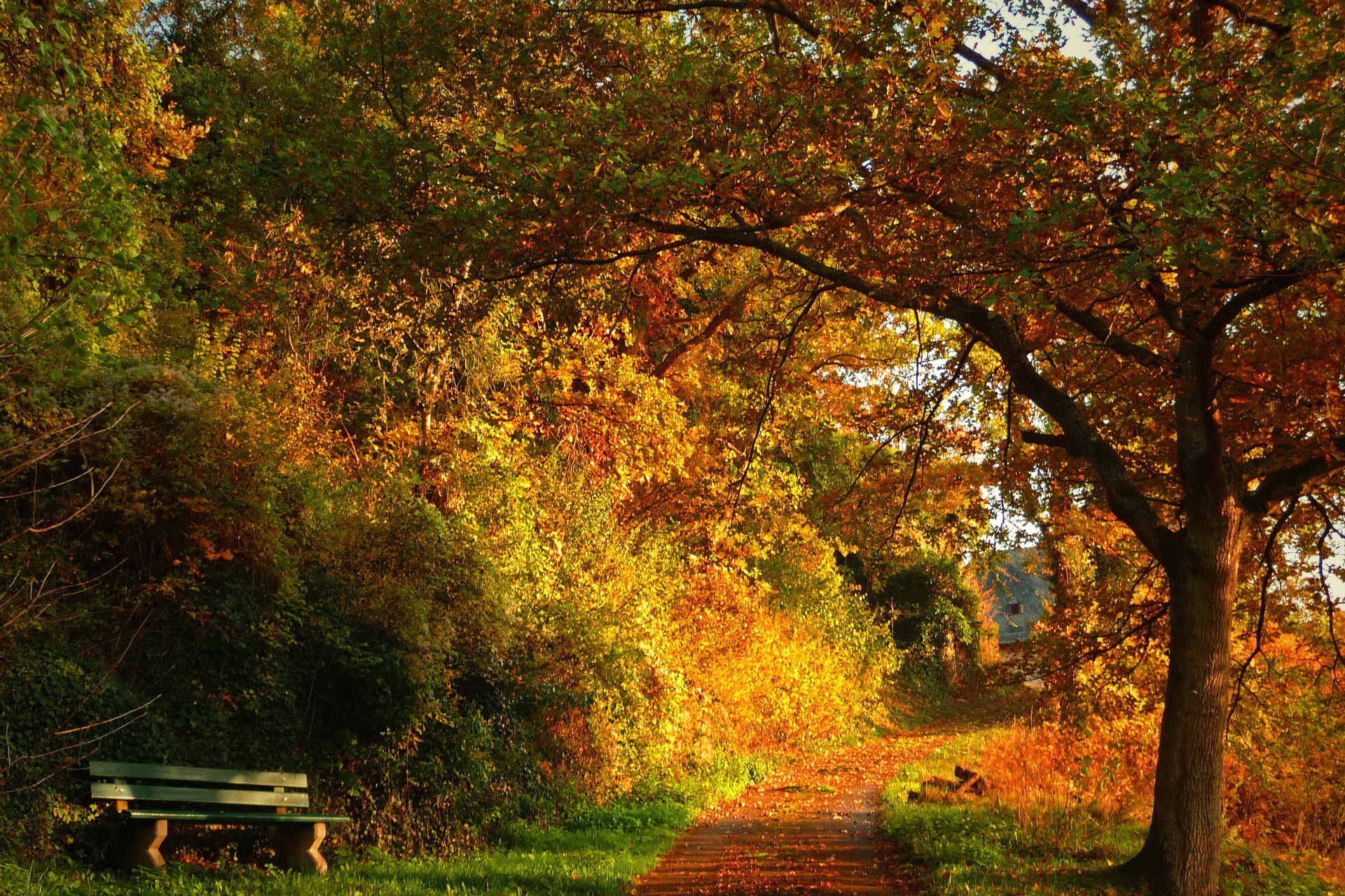 Descarga gratuita de fondo de pantalla para móvil de Otoño, Fotografía.