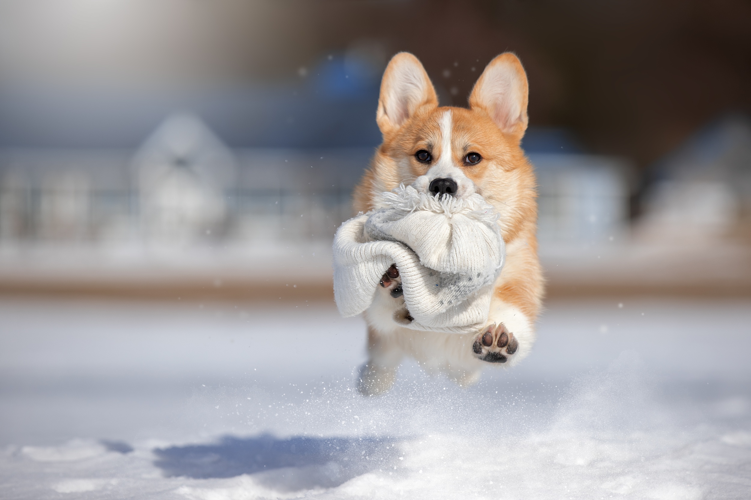 Laden Sie das Tiere, Winter, Hunde, Schnee, Hund, Hut, Corgi, Tiefenschärfe-Bild kostenlos auf Ihren PC-Desktop herunter