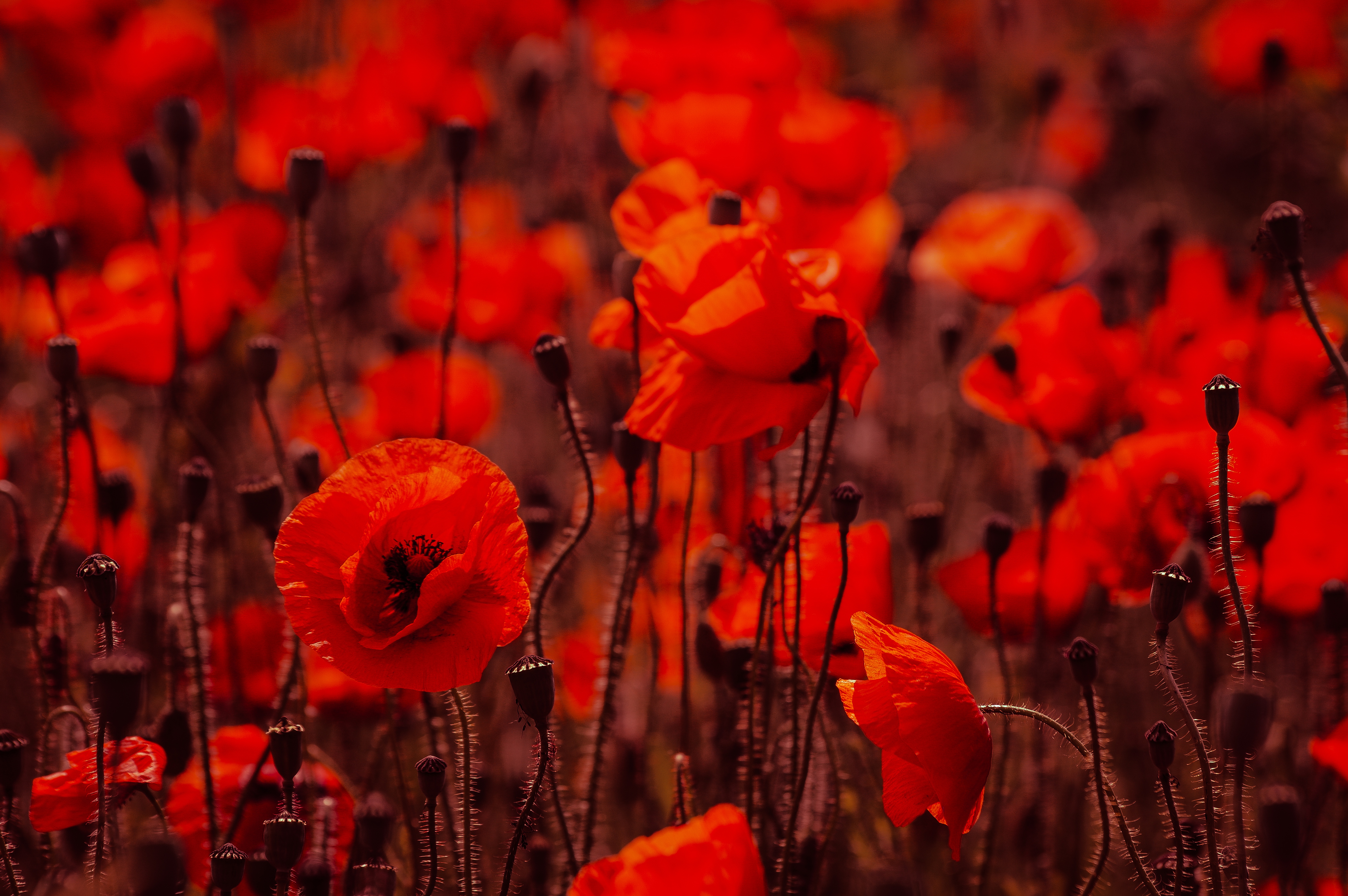 Laden Sie das Natur, Blumen, Mohn, Blume, Rote Blume, Erde/natur-Bild kostenlos auf Ihren PC-Desktop herunter