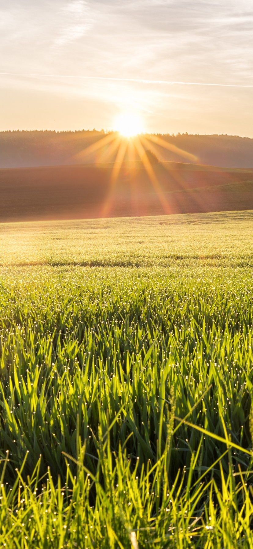Download mobile wallpaper Nature, Sunrise, Earth, Field for free.