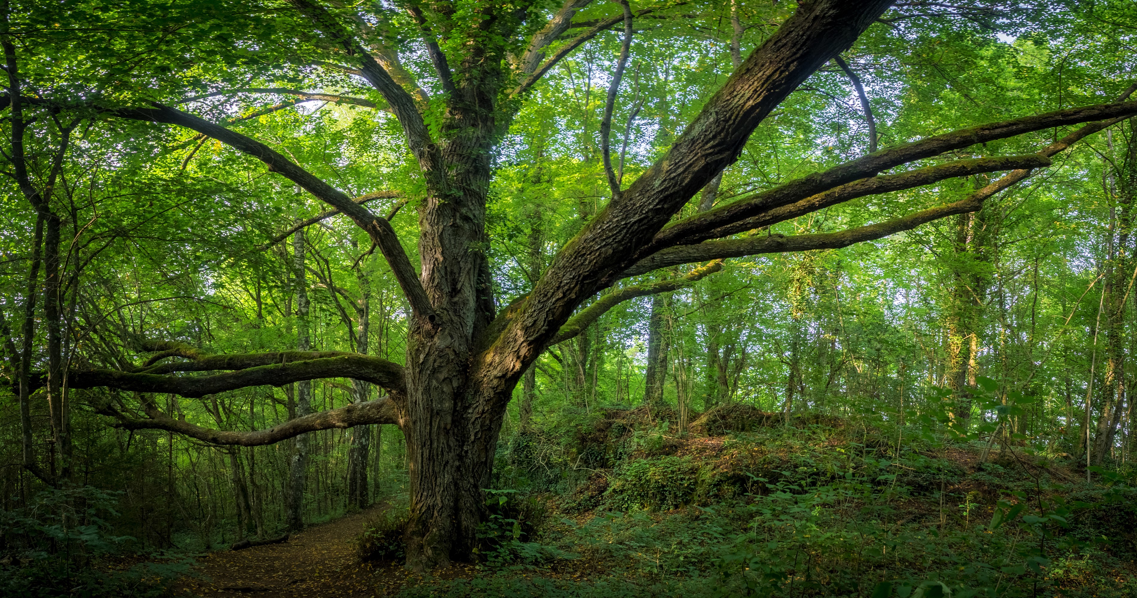 Скачать картинку Деревья, Лес, Дерево, Зеленый, Германия, Бавария, Земля/природа в телефон бесплатно.