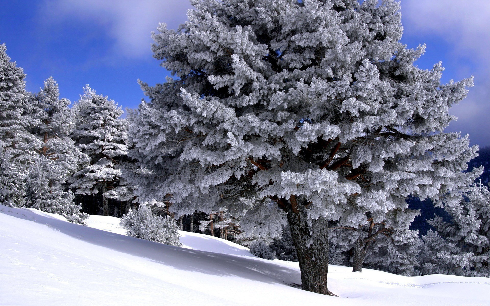 Download mobile wallpaper Winter, Snow, Forest, Tree, Earth for free.