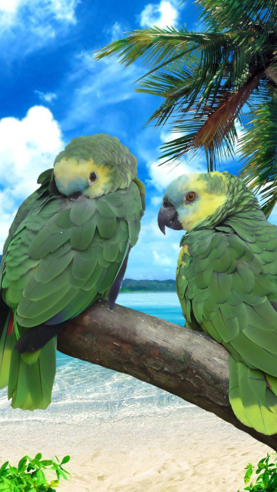 Download mobile wallpaper Birds, Bird, Animal, Parrot for free.