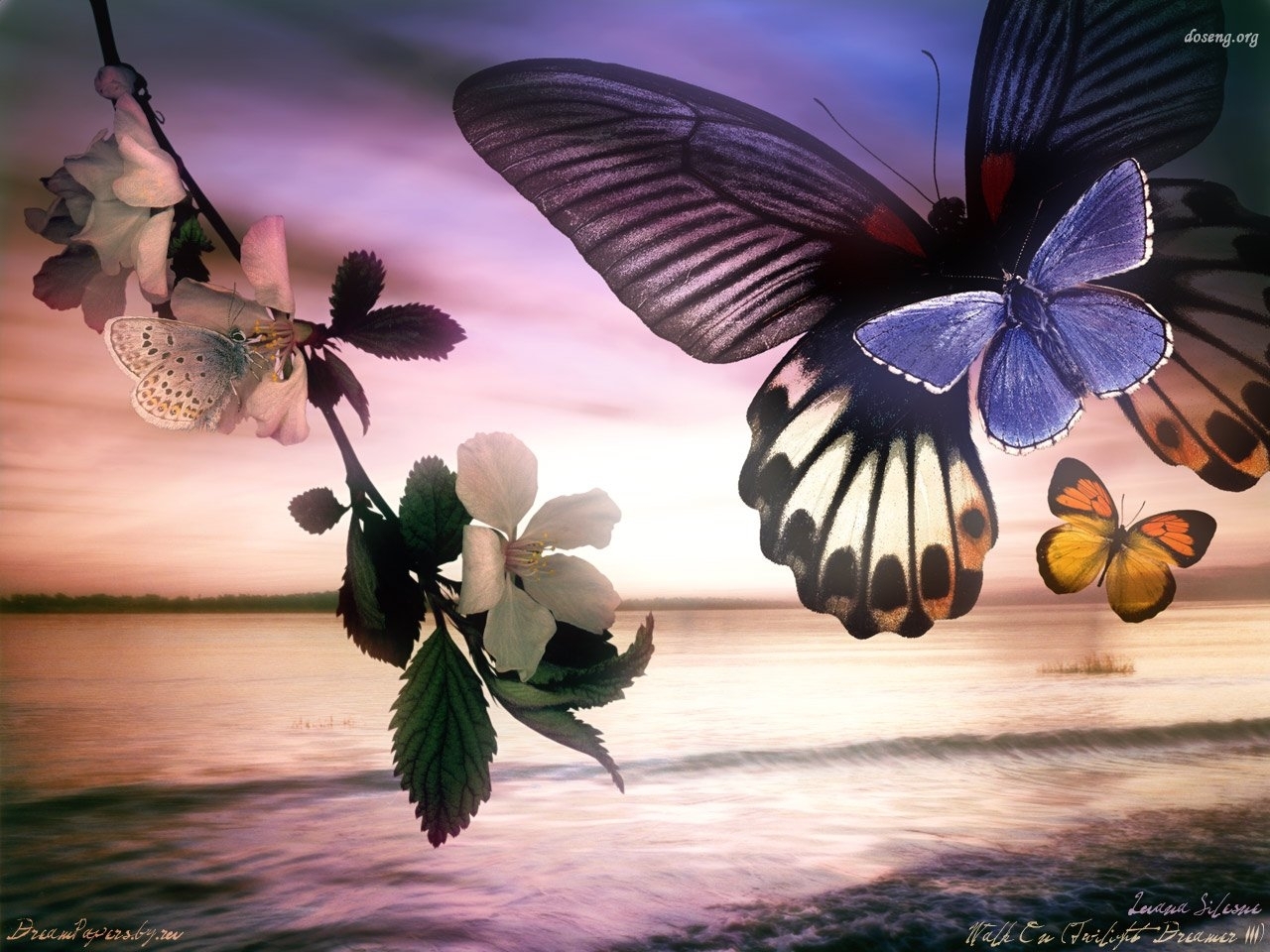 13746 скачать обои бабочки, насекомые - заставки и картинки бесплатно