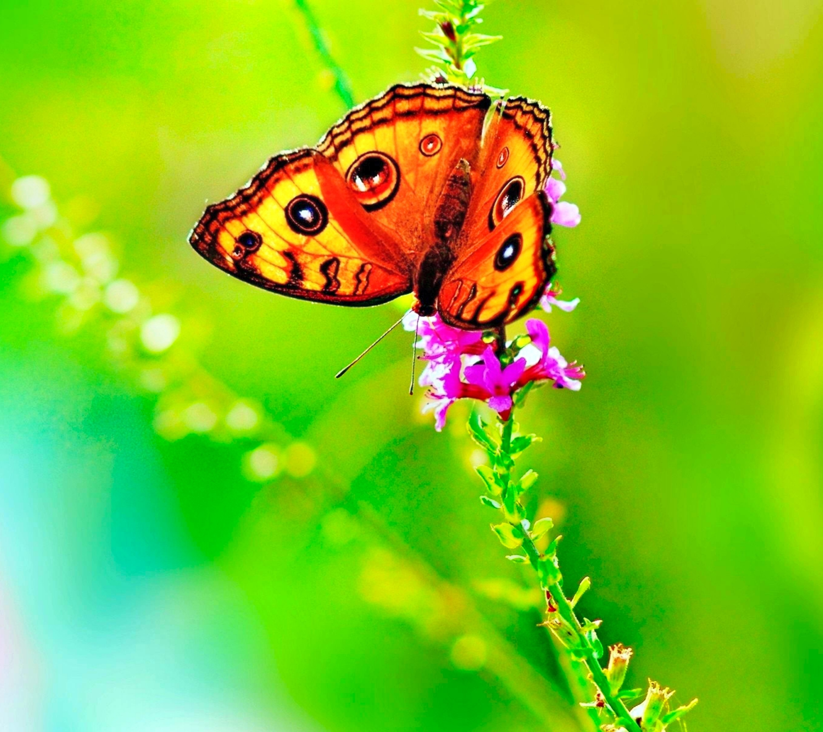 Скачать обои бесплатно Животные, Природа, Бабочка, Зеленый, Красочный, Весна картинка на рабочий стол ПК