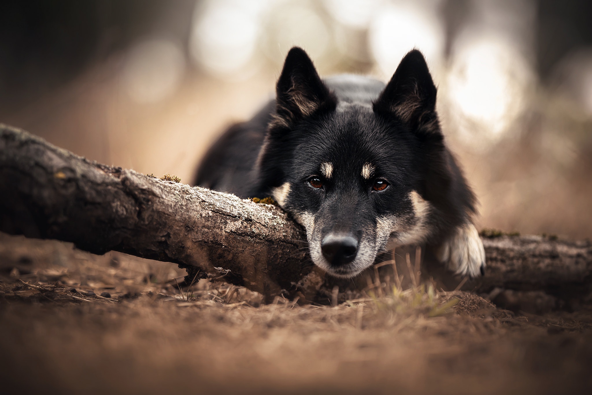 Handy-Wallpaper Tiere, Hunde, Hund kostenlos herunterladen.