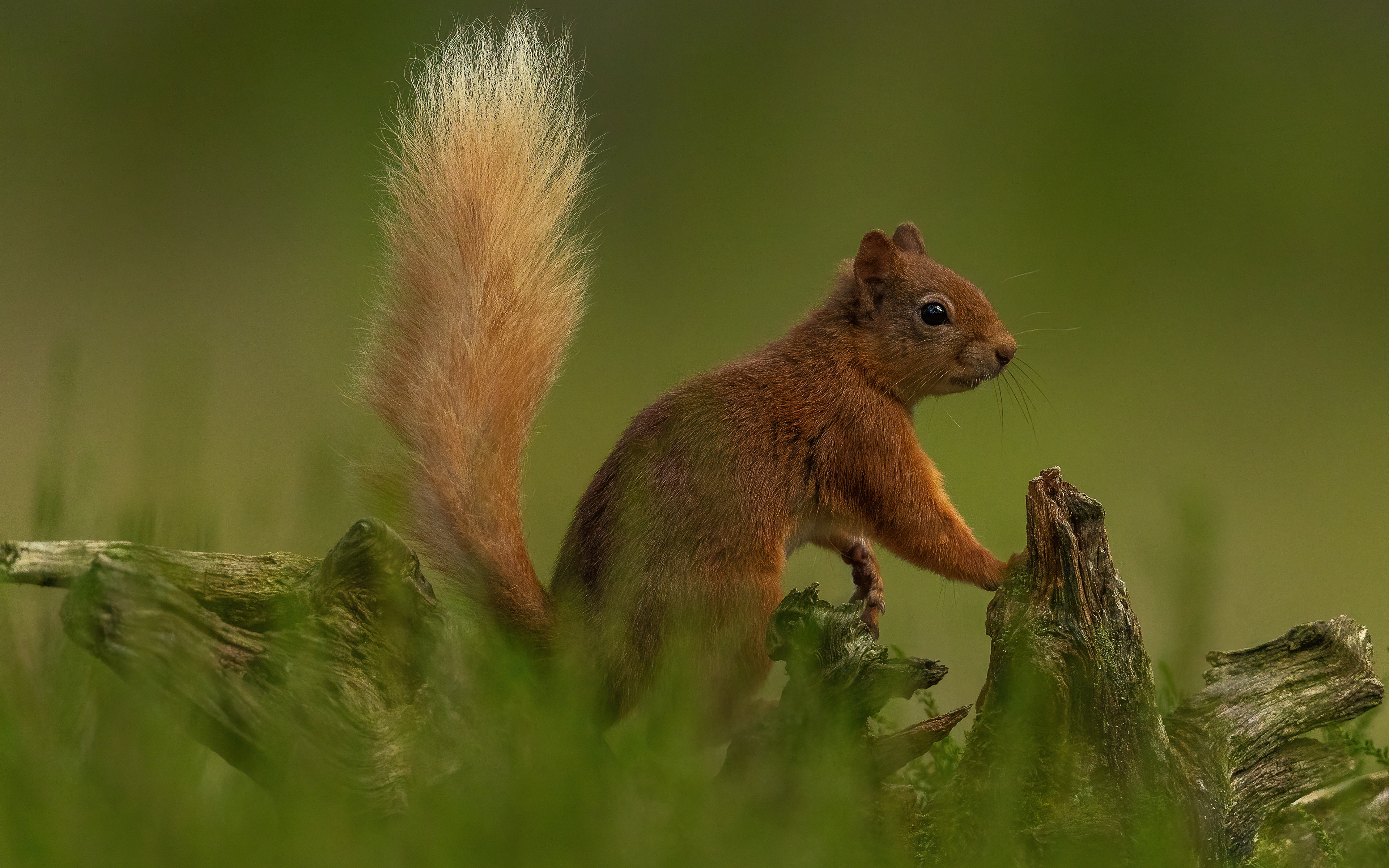 Download mobile wallpaper Squirrel, Animal, Rodent for free.