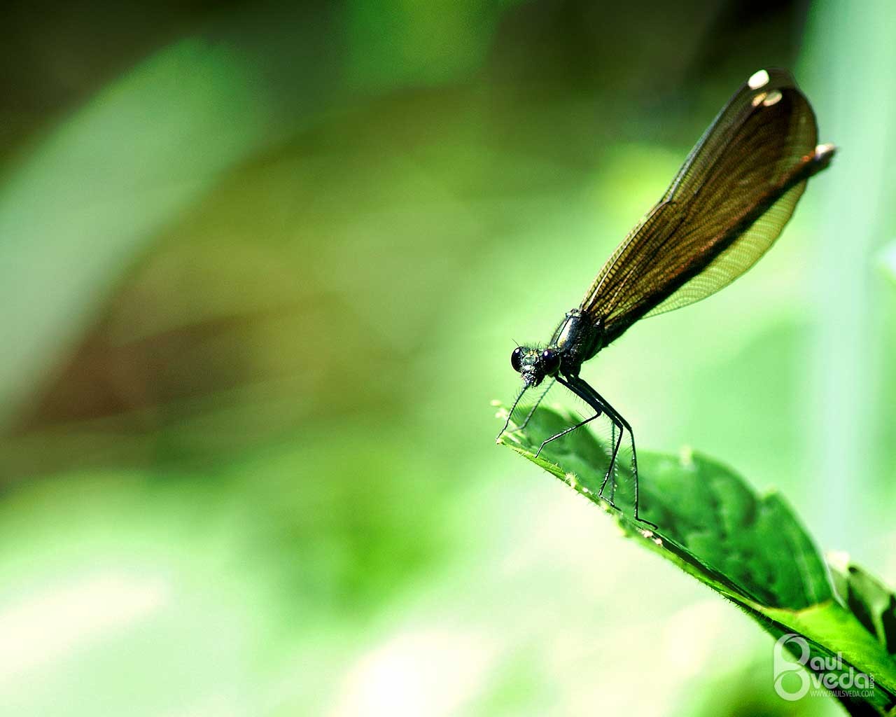 Download mobile wallpaper Animal, Dragonfly for free.