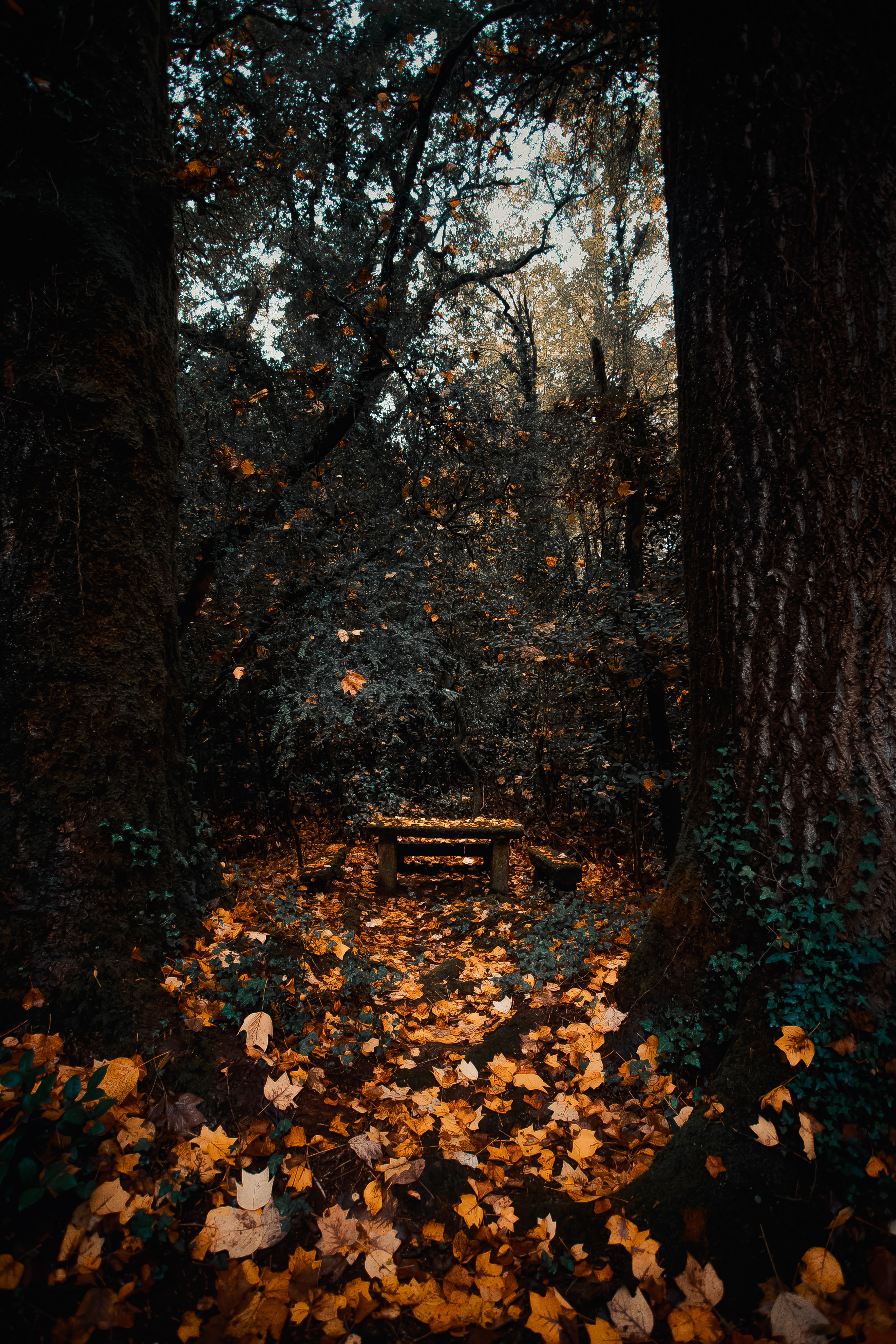 Free download wallpaper Nature, Forest, Trees, Foliage, Autumn on your PC desktop
