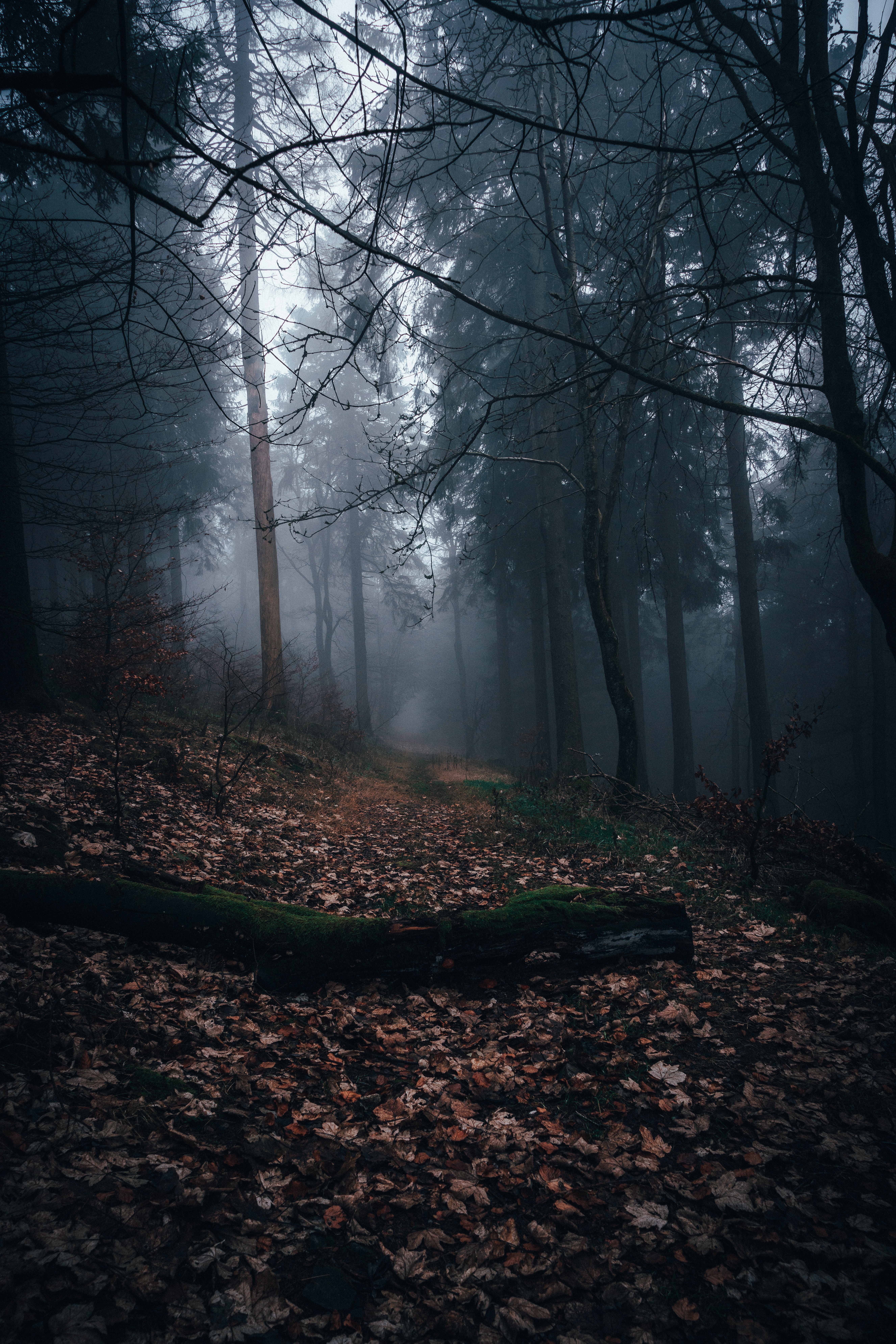 Free download wallpaper Autumn, Forest, Track, Nature, Fog on your PC desktop