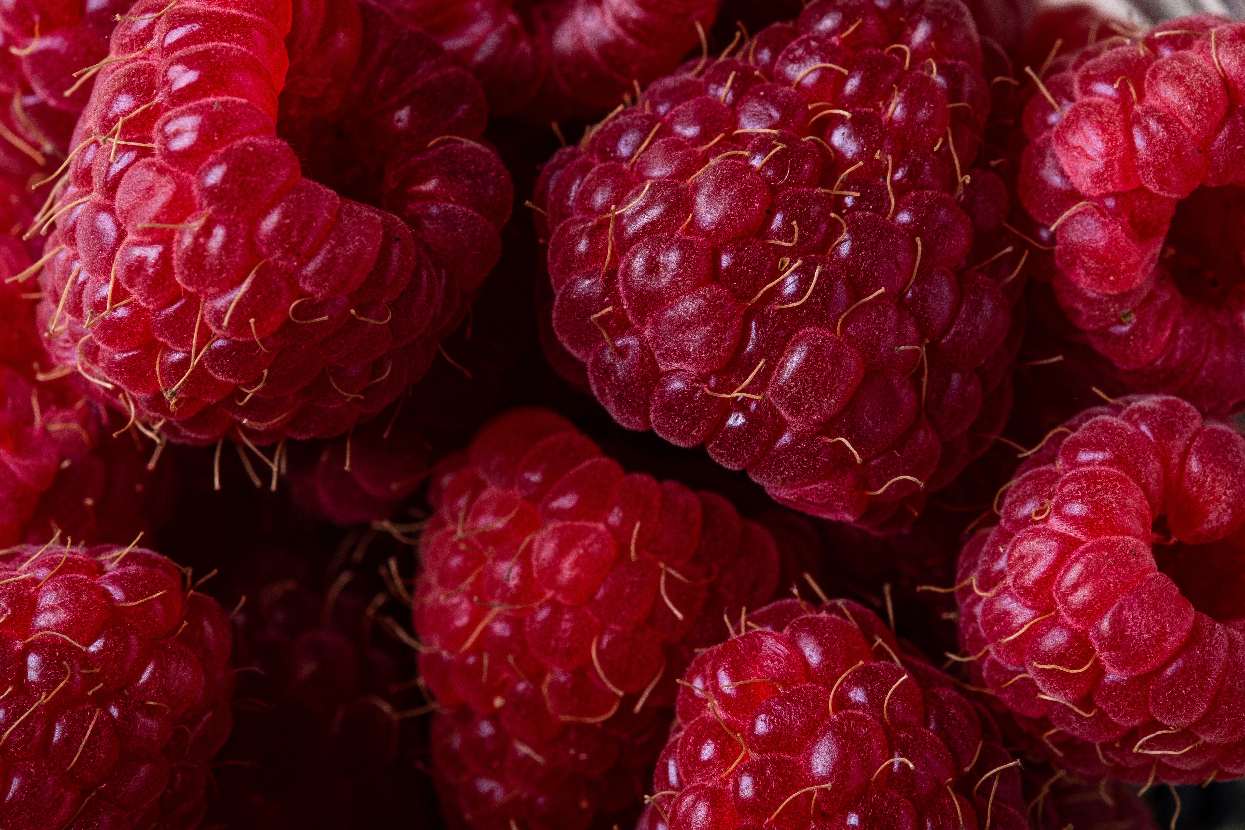 Free download wallpaper Fruits, Food, Raspberry, Macro, Berry on your PC desktop