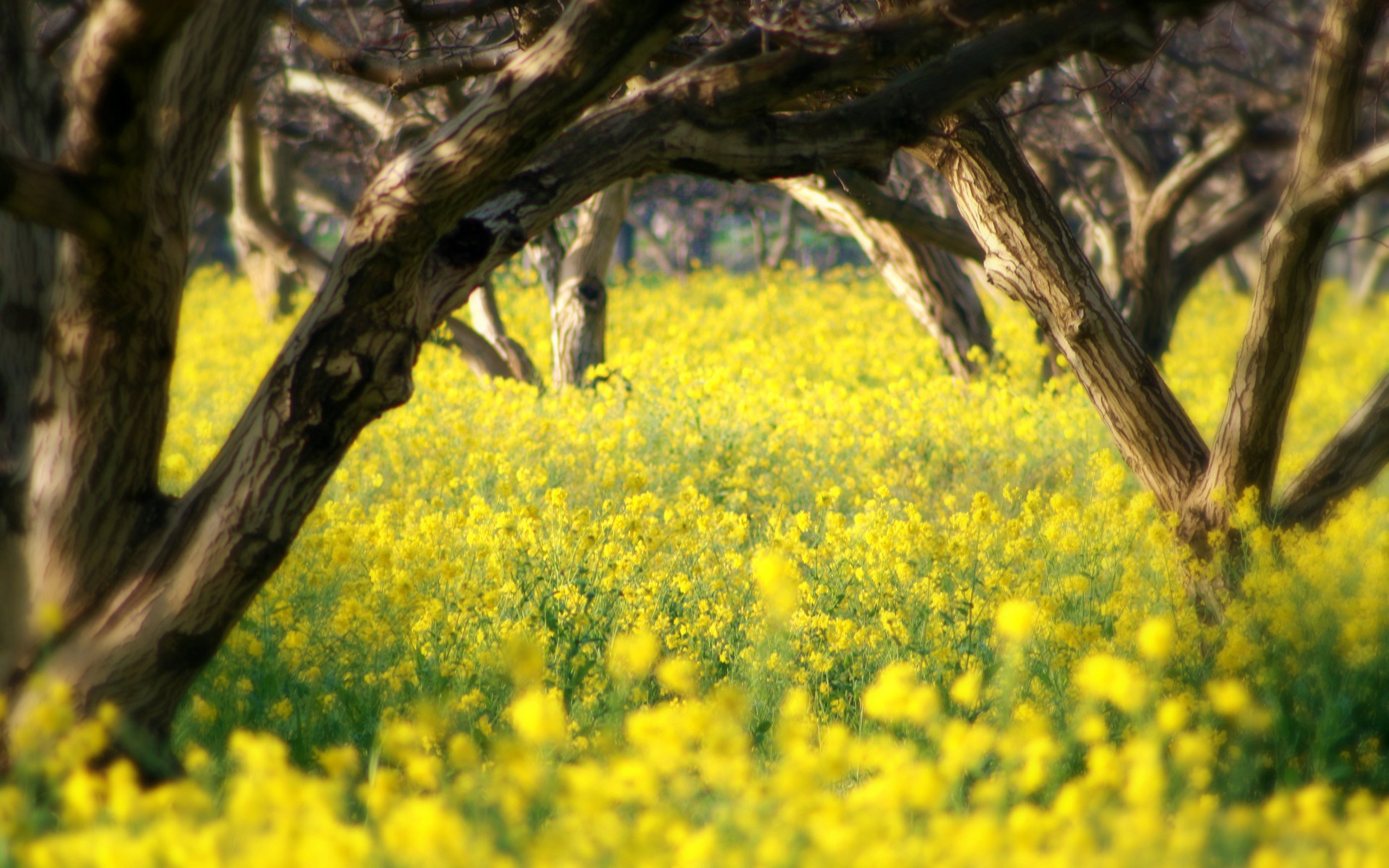 305184 Bildschirmschoner und Hintergrundbilder Blumen auf Ihrem Telefon. Laden Sie  Bilder kostenlos herunter