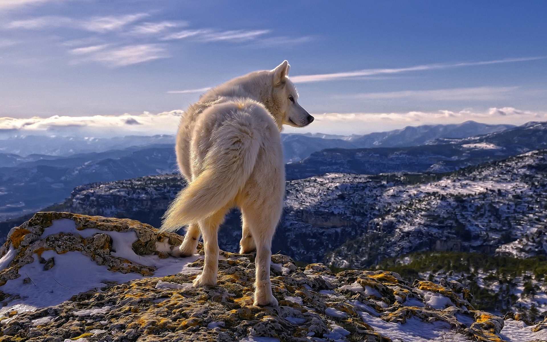 219407 descargar fondo de pantalla animales, lobo, wolves: protectores de pantalla e imágenes gratis