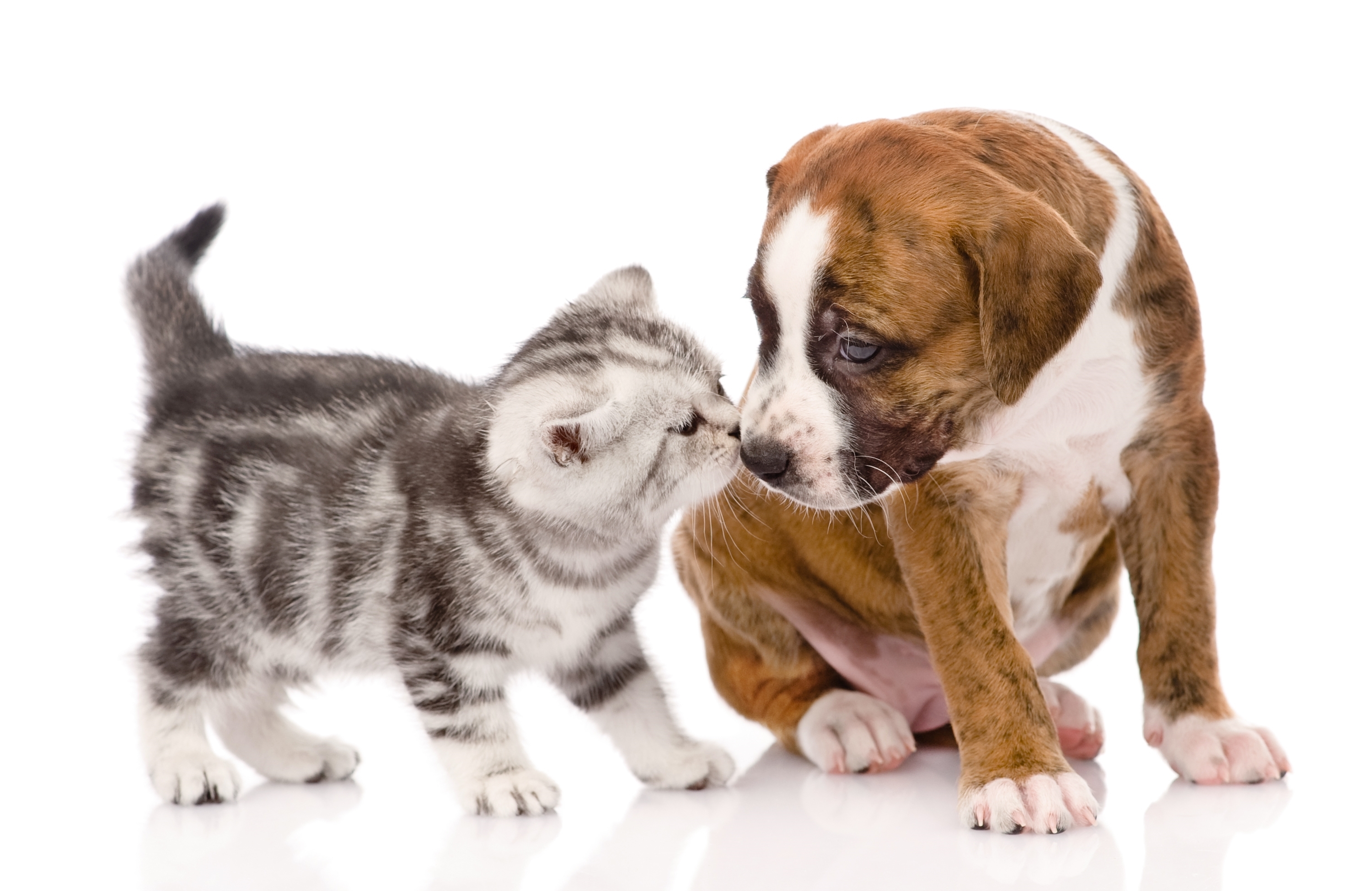 Descarga gratuita de fondo de pantalla para móvil de Animales, Gato, Gatito, Perro, Cachorro, Bebe Animal, Perro Y Gato.