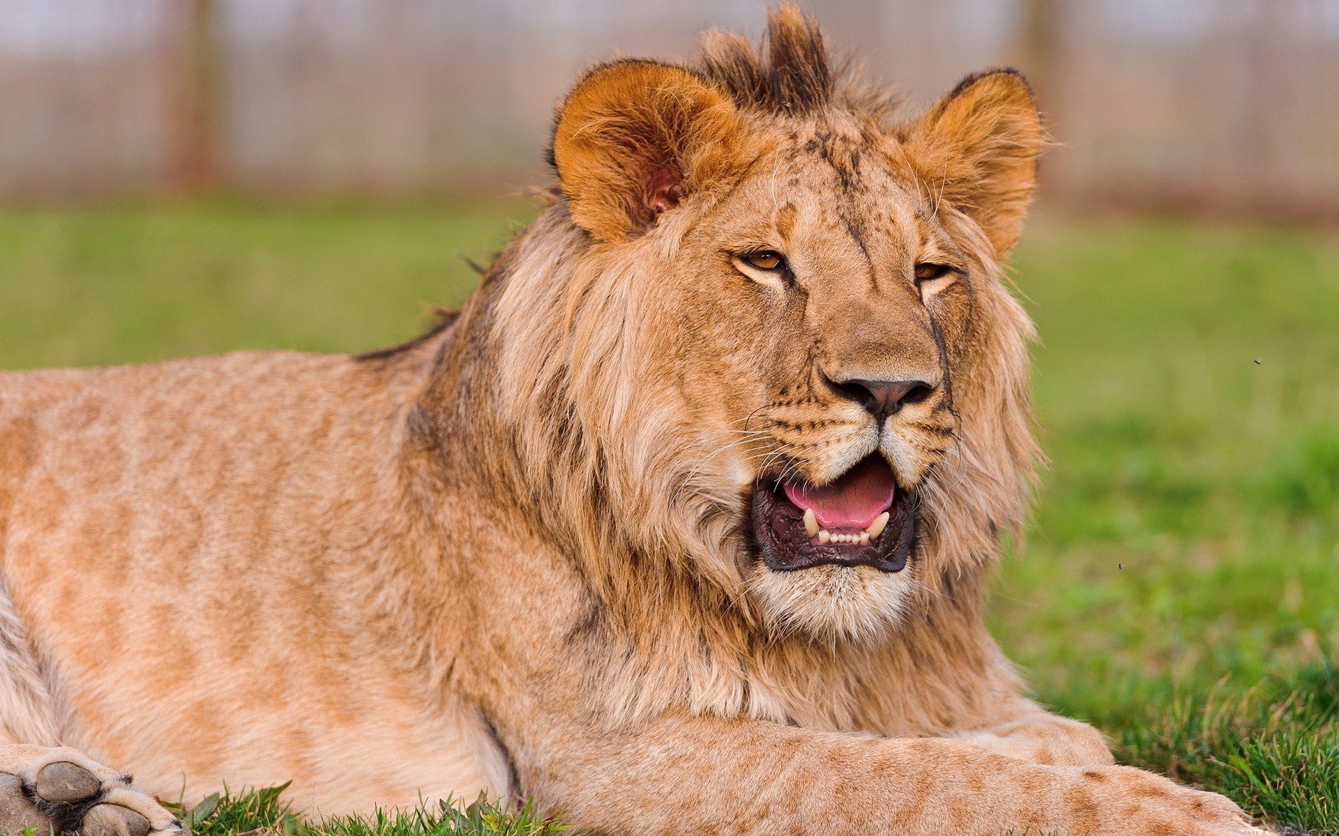 Téléchargez des papiers peints mobile Lion, Chats, Animaux gratuitement.