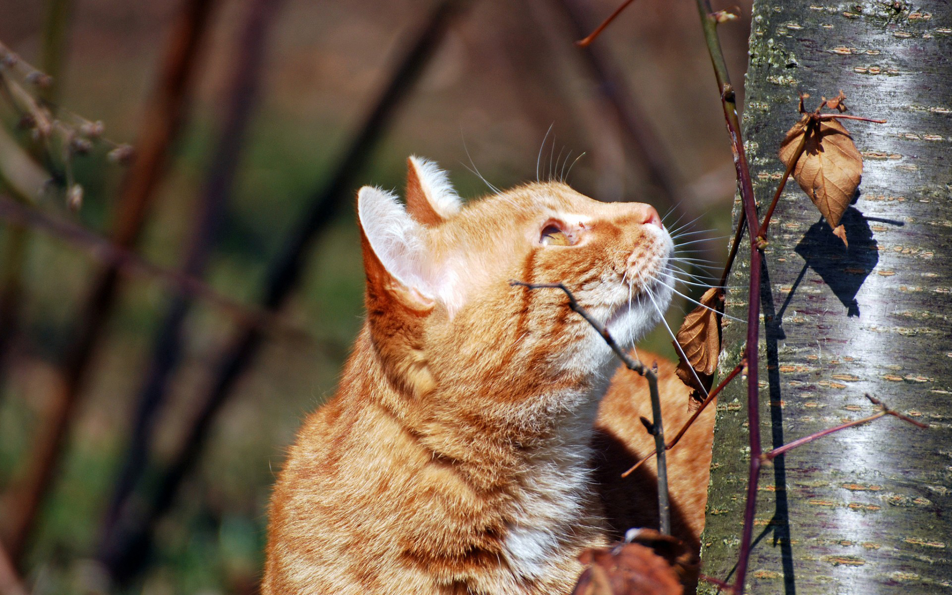 Baixe gratuitamente a imagem Animais, Gatos, Gato na área de trabalho do seu PC