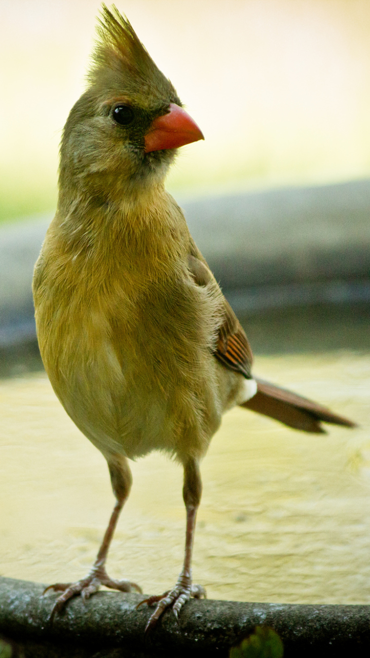 Baixar papel de parede para celular de Animais, Aves, Pássaro gratuito.