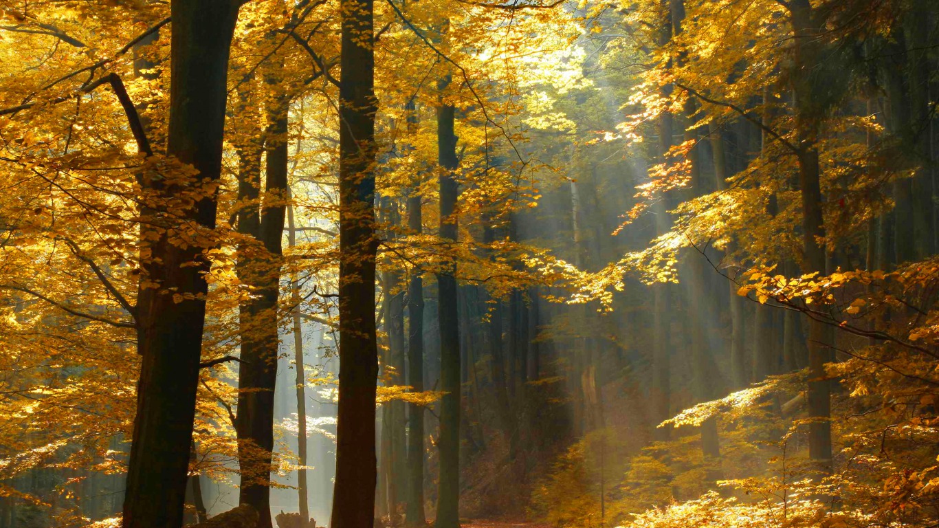 PCデスクトップに秋, 森, 地球画像を無料でダウンロード