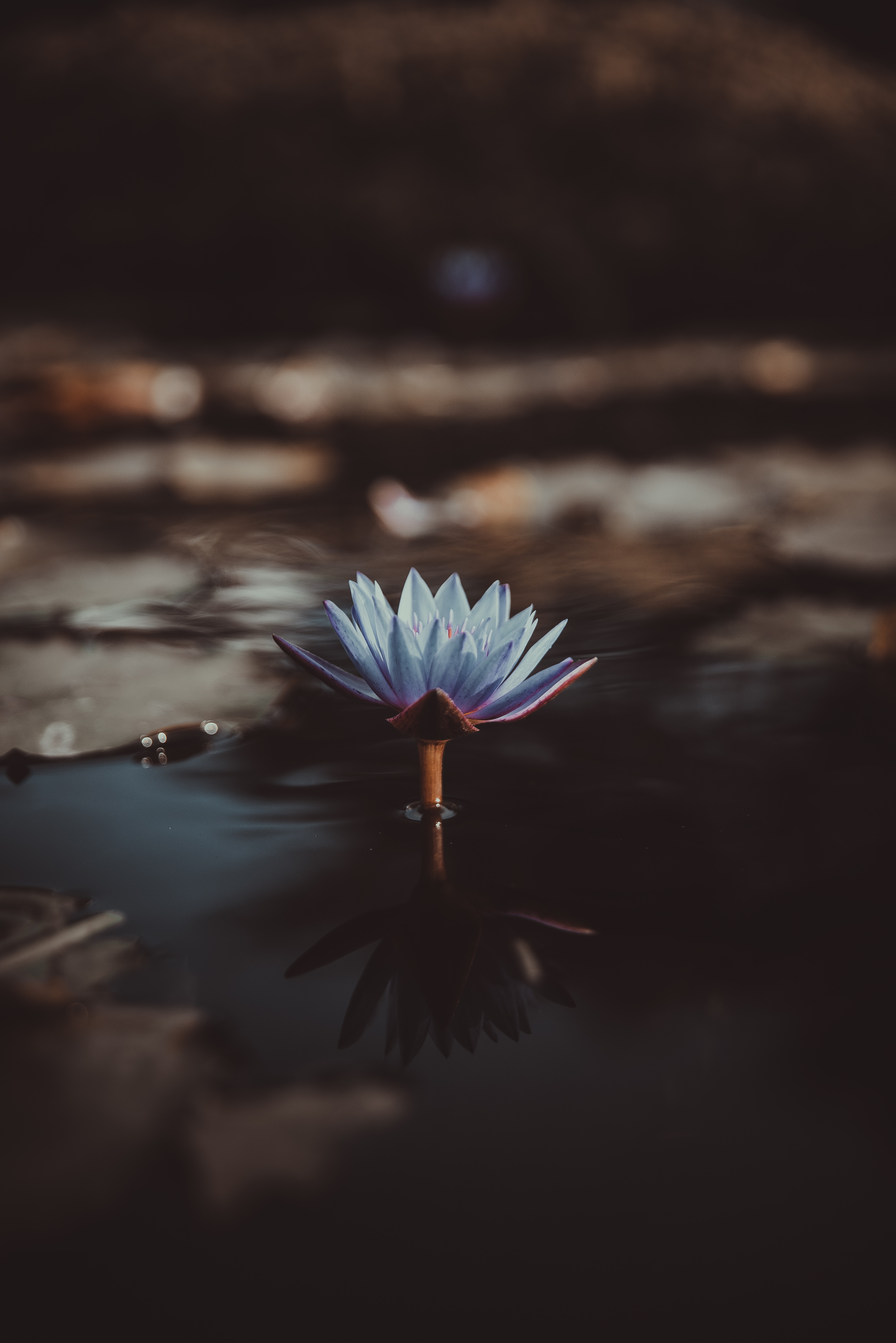 water lily, water, flower, flowers, blur, smooth, nymphea, nymphe Full HD