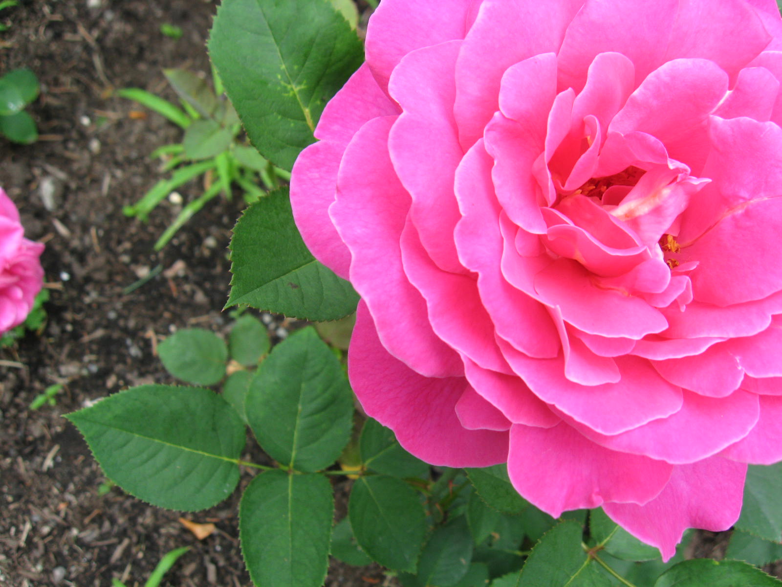 Laden Sie das Blumen, Blume, Rose, Blatt, Schmutz, Erde/natur-Bild kostenlos auf Ihren PC-Desktop herunter