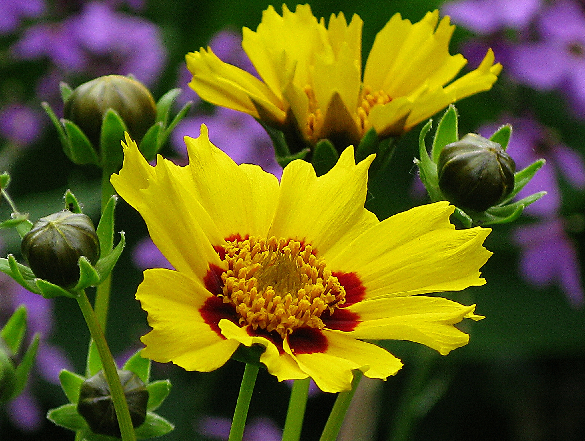 Téléchargez gratuitement l'image Fleurs, Fleur, Fleur Jaune, Terre/nature sur le bureau de votre PC