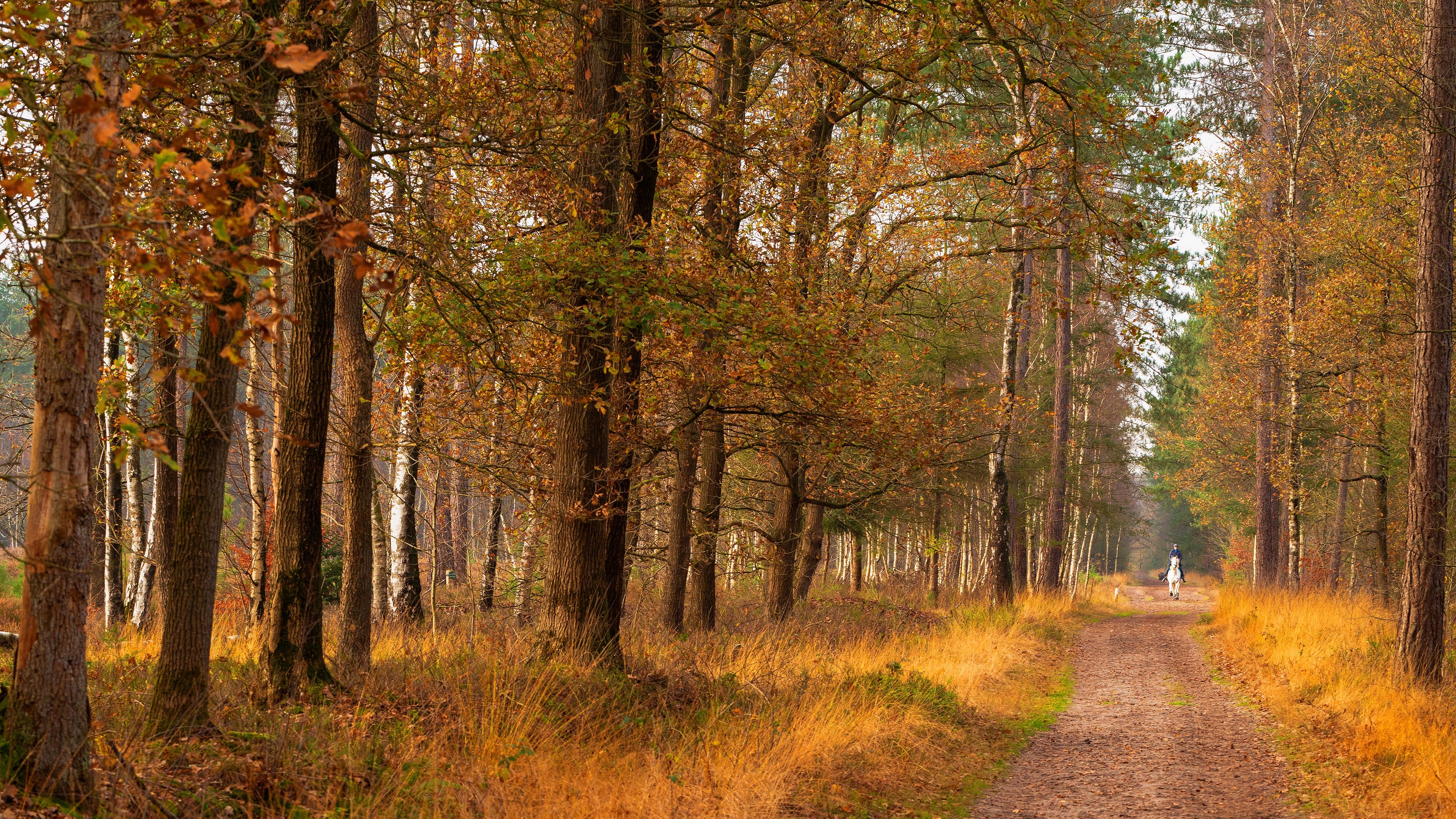 Free download wallpaper Road, Forest, Fall, Horse, Trunk, Photography on your PC desktop
