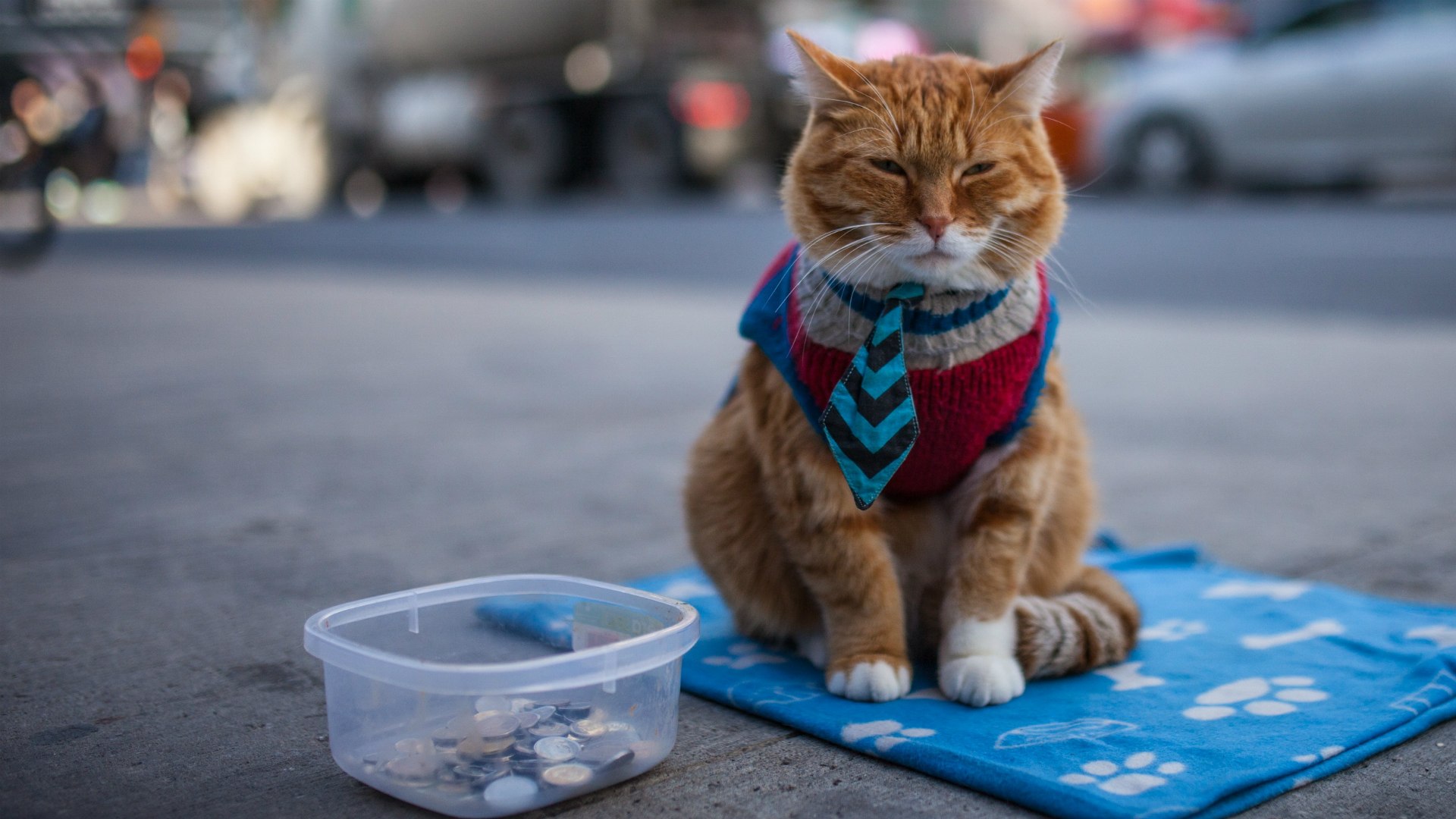 Baixe gratuitamente a imagem Animais, Gatos, Gato na área de trabalho do seu PC