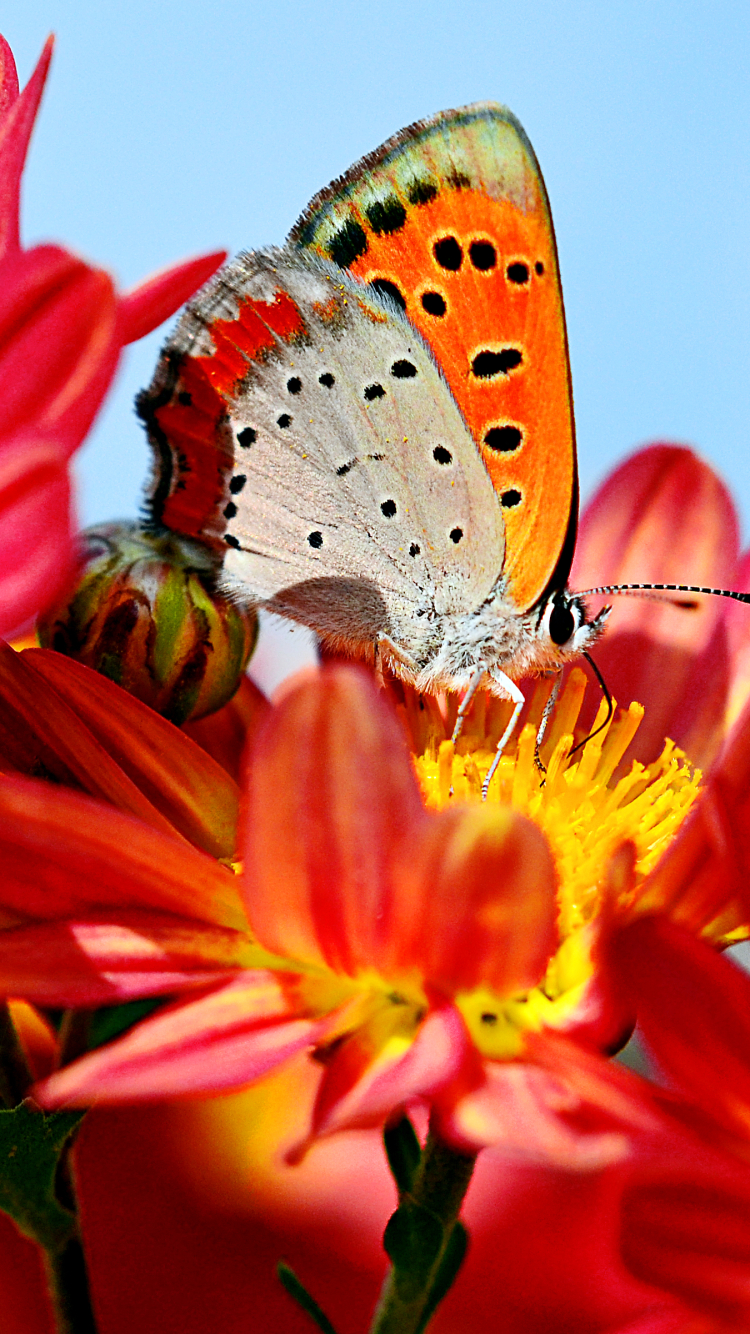 Handy-Wallpaper Tiere, Schmetterlinge, Blume, Farben, Rote Blume kostenlos herunterladen.